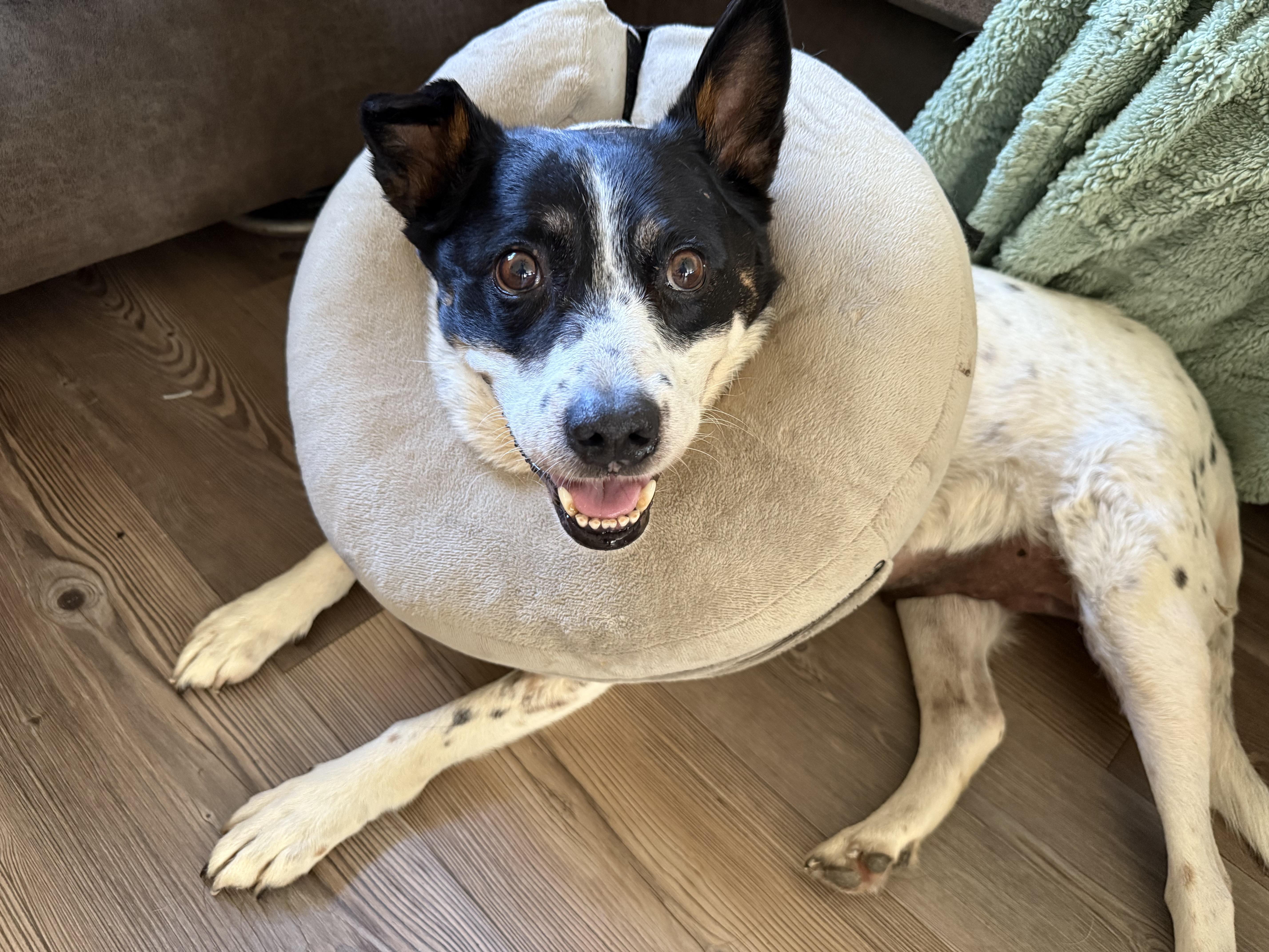 Enlarge Peppermint Patty (Seattle, WA), a Adoptable mixed breed in Seattle, WA image 5/6