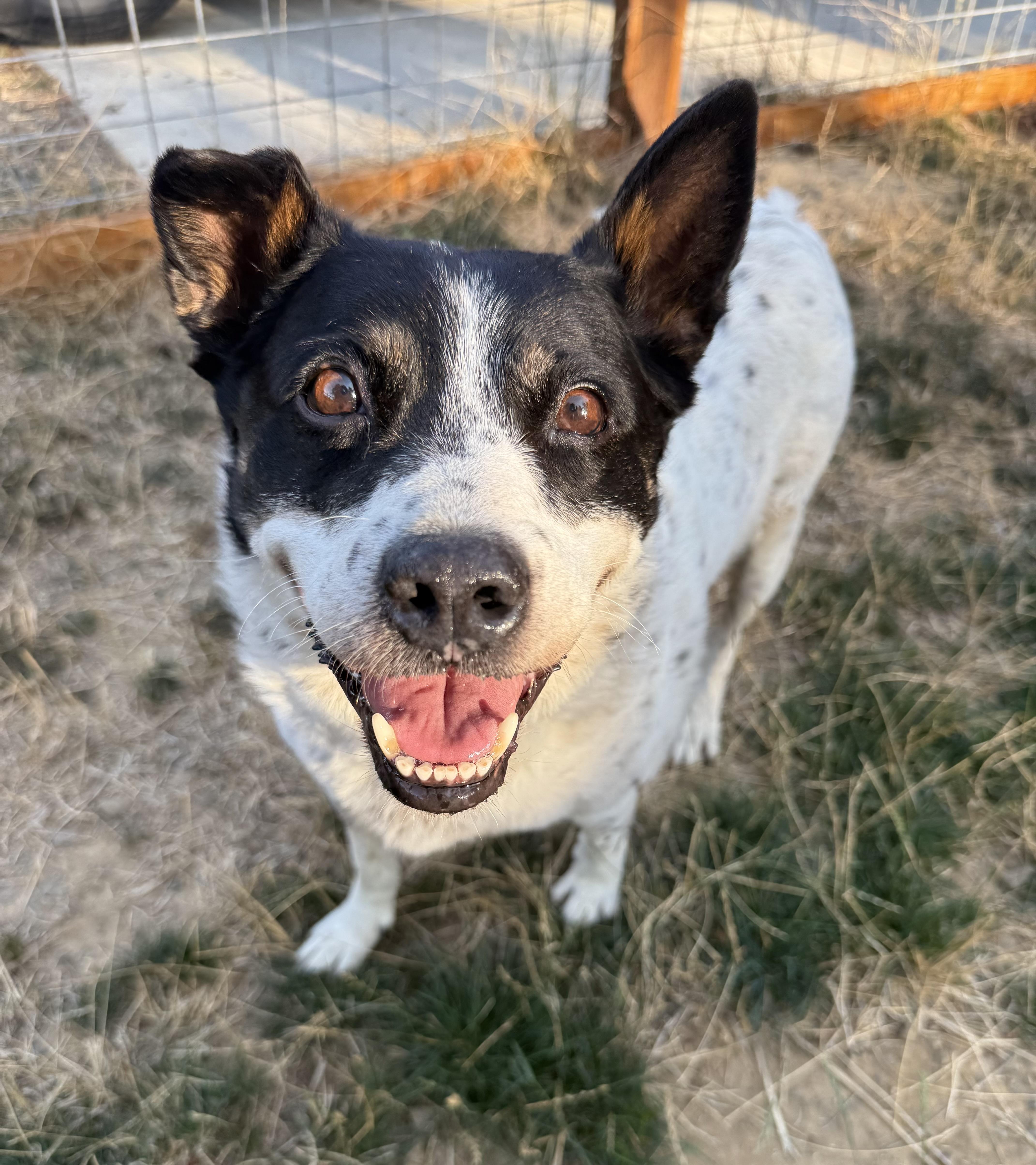 Peppermint Patty (Seattle, WA), Adoptable, Senior Female Australian Cattle Dog / Blue Heeler.