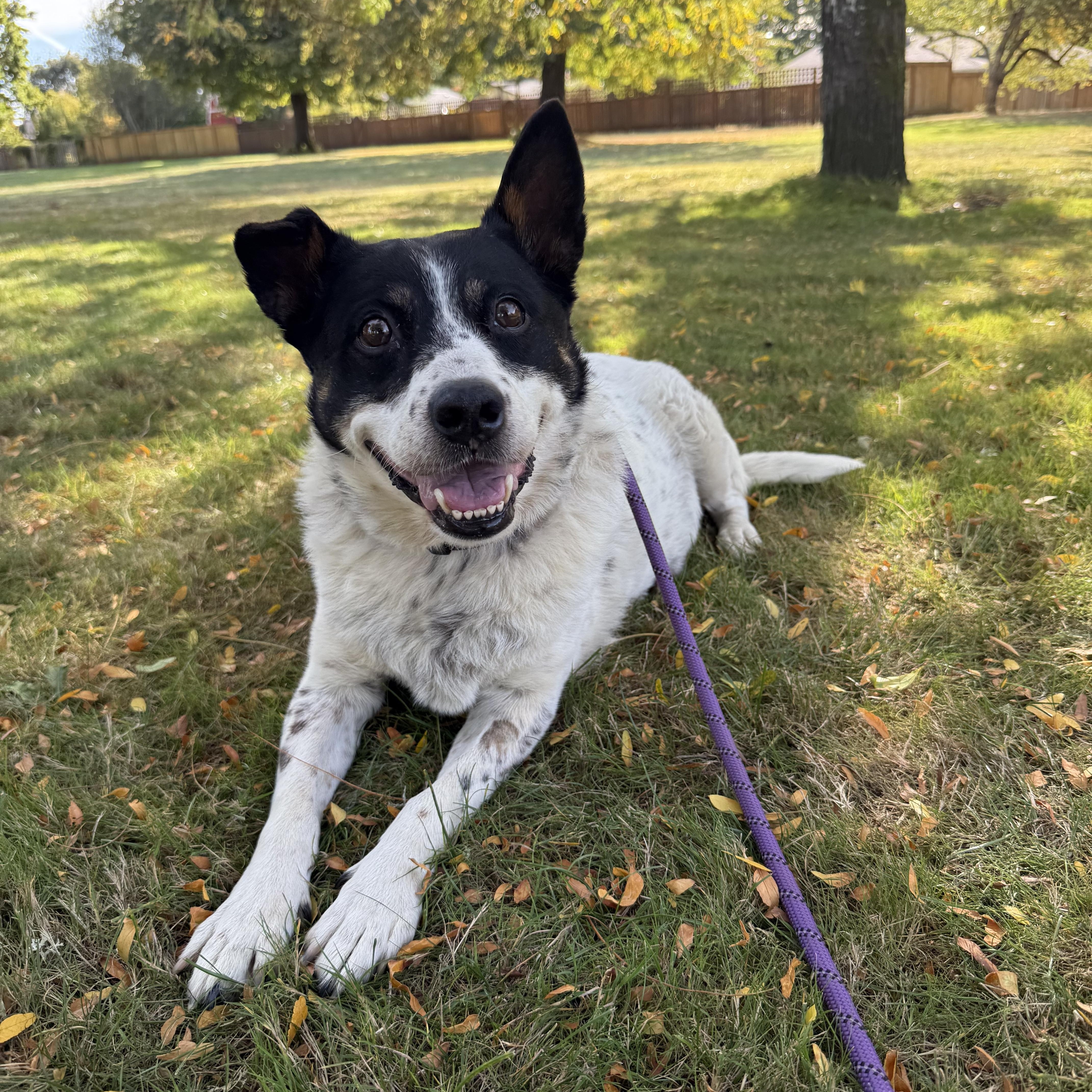 Enlarge Peppermint Patty (Seattle, WA), a Adoptable mixed breed in Seattle, WA image 1/6