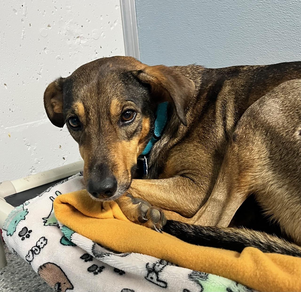 Enlarge Izzy, an adoptable mixed breed in Scituate, MA image 1/1