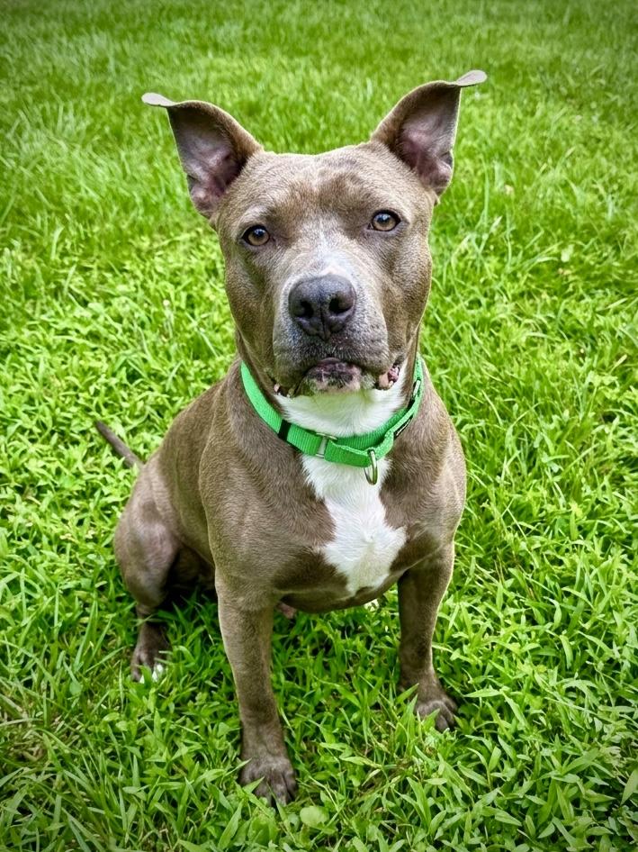 Enlarge Barrel, a Adoptable mixed breed in Westminster, MD image 3/5