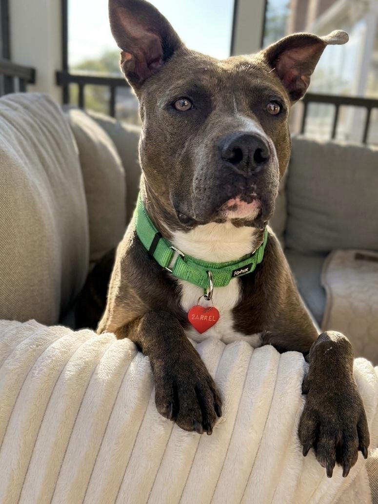 Enlarge Barrel, a Adoptable mixed breed in Westminster, MD image 1/5