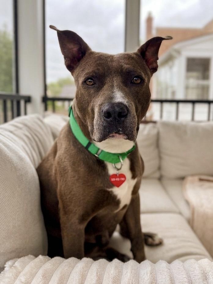 Enlarge Barrel, a Adoptable mixed breed in Westminster, MD image 2/5