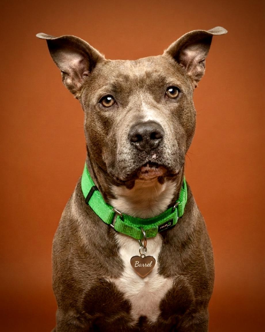 Enlarge Barrel, a Adoptable mixed breed in Westminster, MD image 4/5