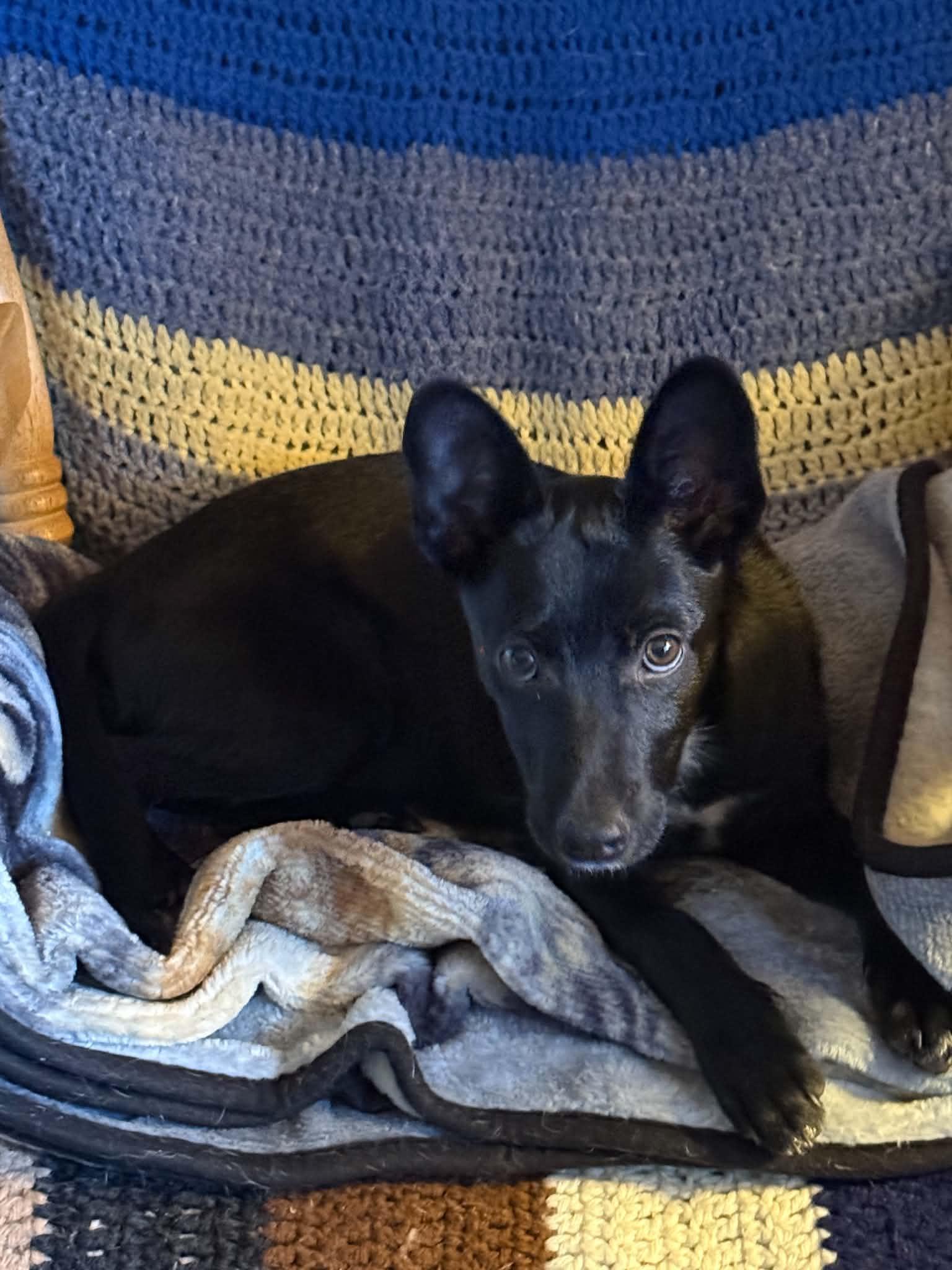 Enlarge Kam, a ADOPTABLE mixed breed in North Freedom, WI image 3/5