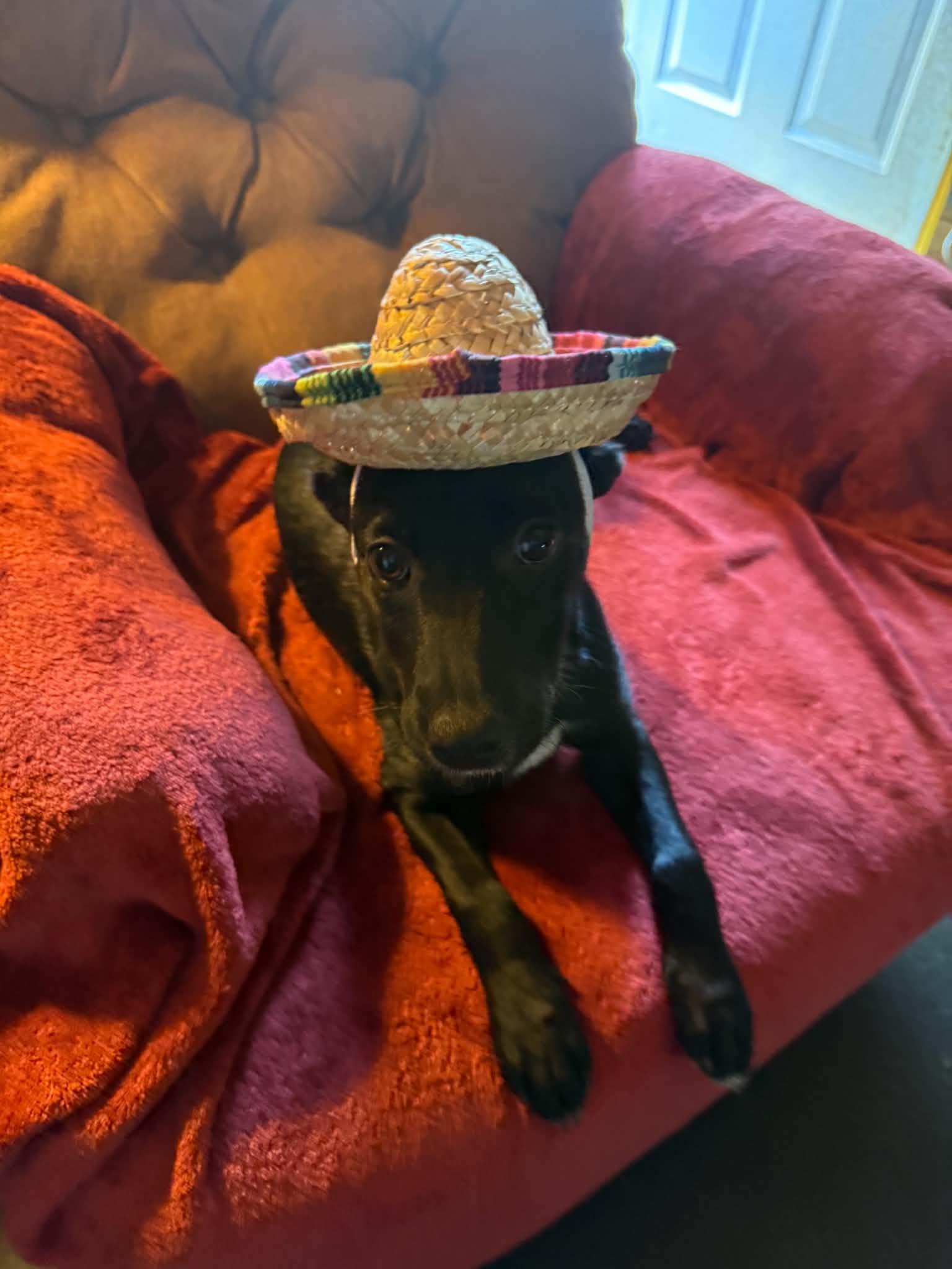 Enlarge Kam, a ADOPTABLE mixed breed in North Freedom, WI image 2/5