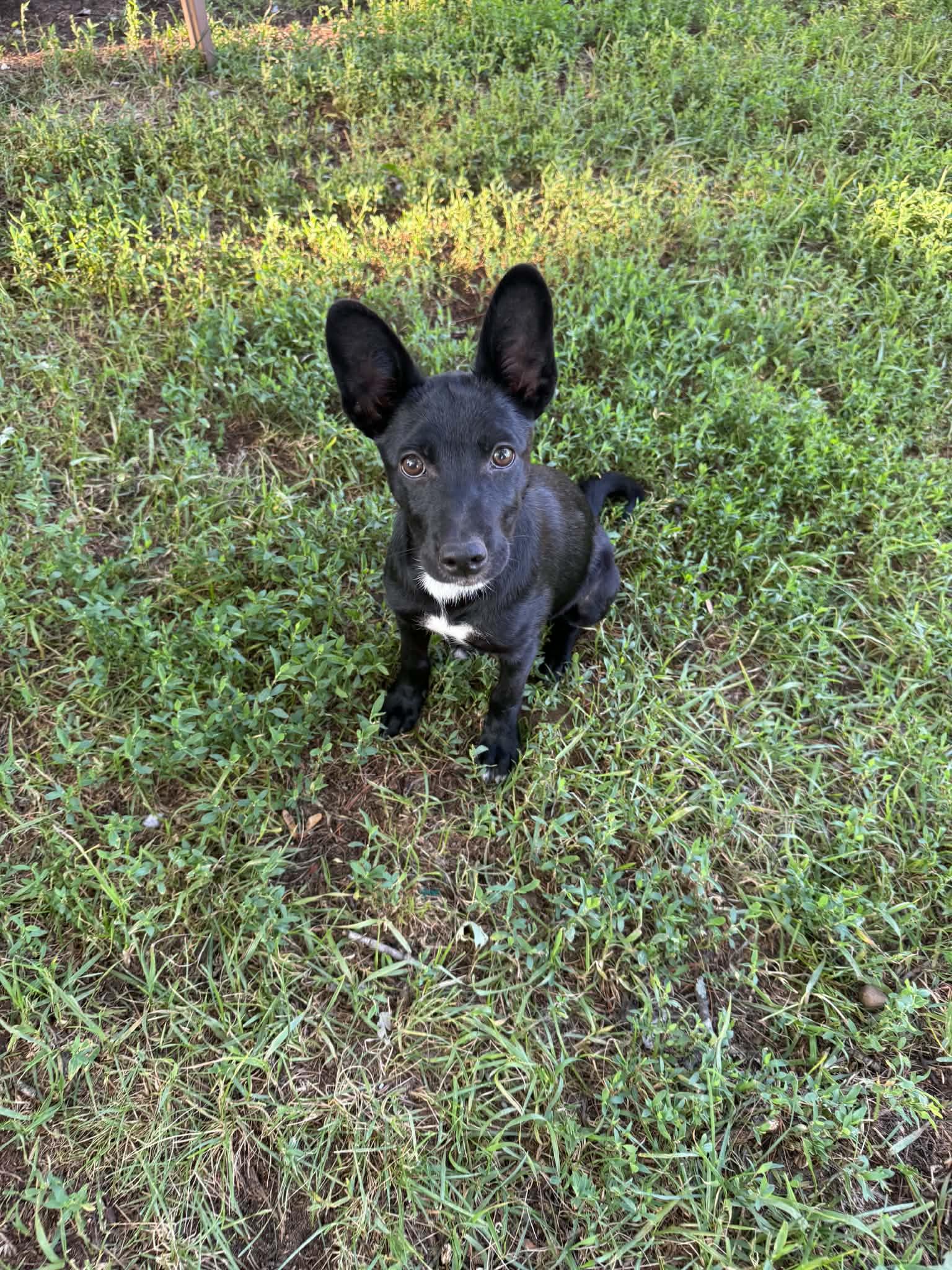 Enlarge Kam, a ADOPTABLE mixed breed in North Freedom, WI image 1/5