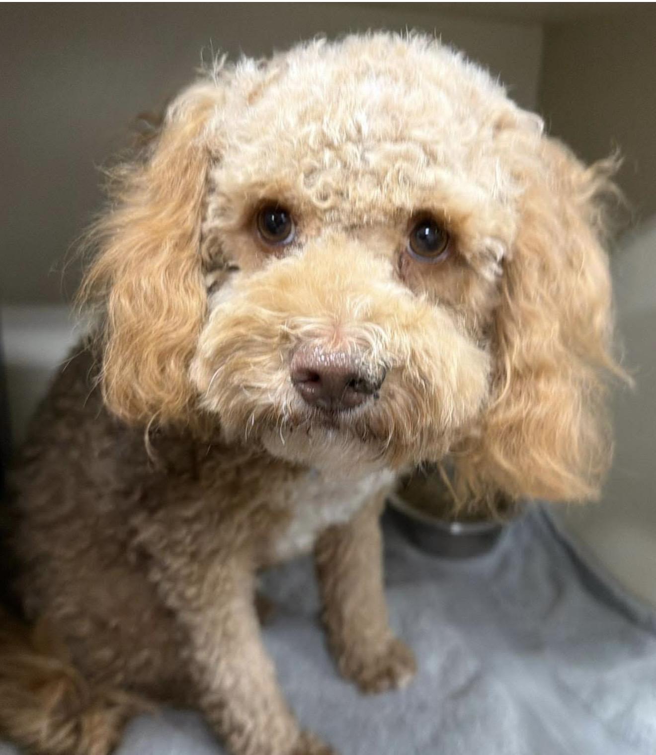 Tia, adopted, Adult Female Poodle.