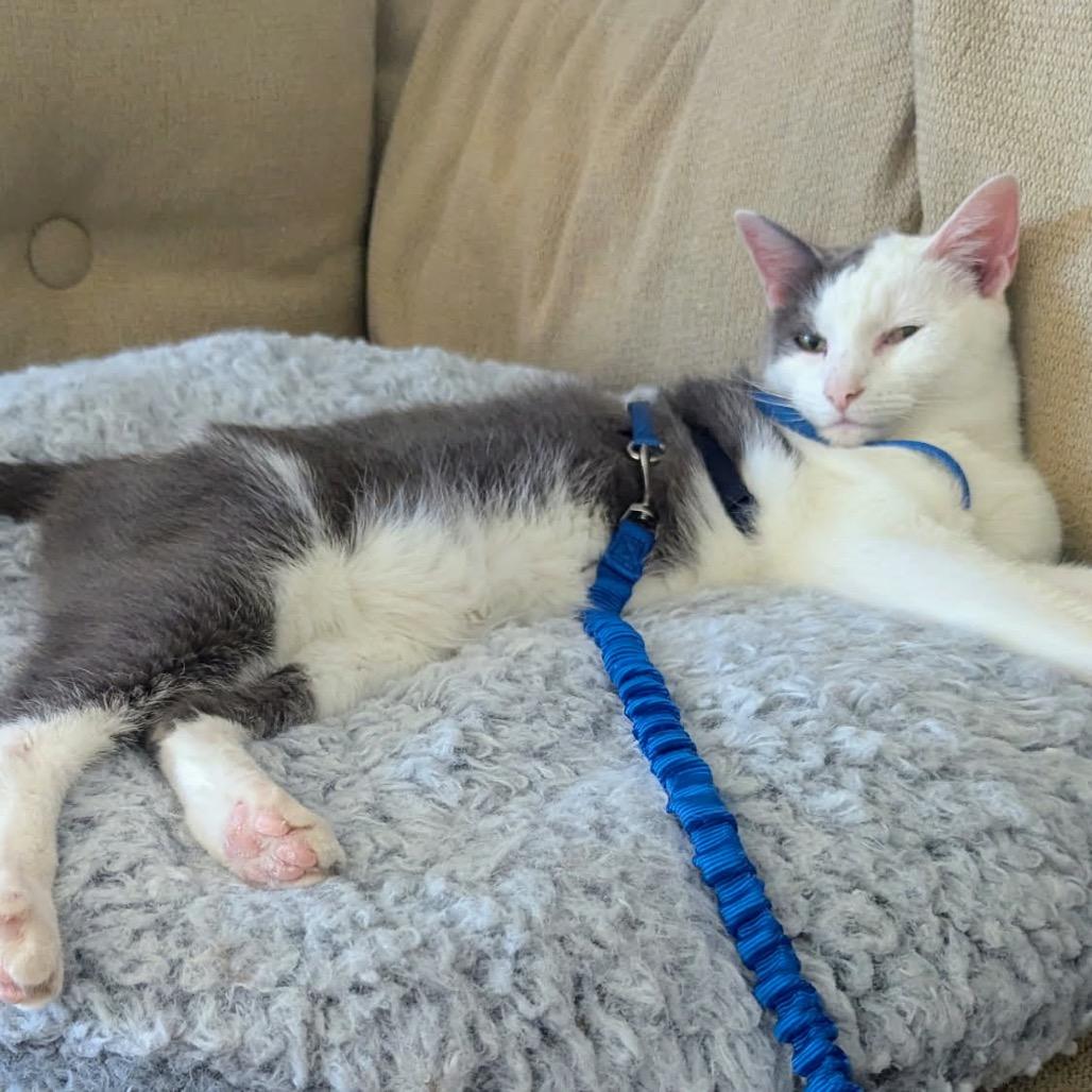 Enlarge Buster, a Adoptable Domestic Short Hair in Mendota Heights, MN image 2/4