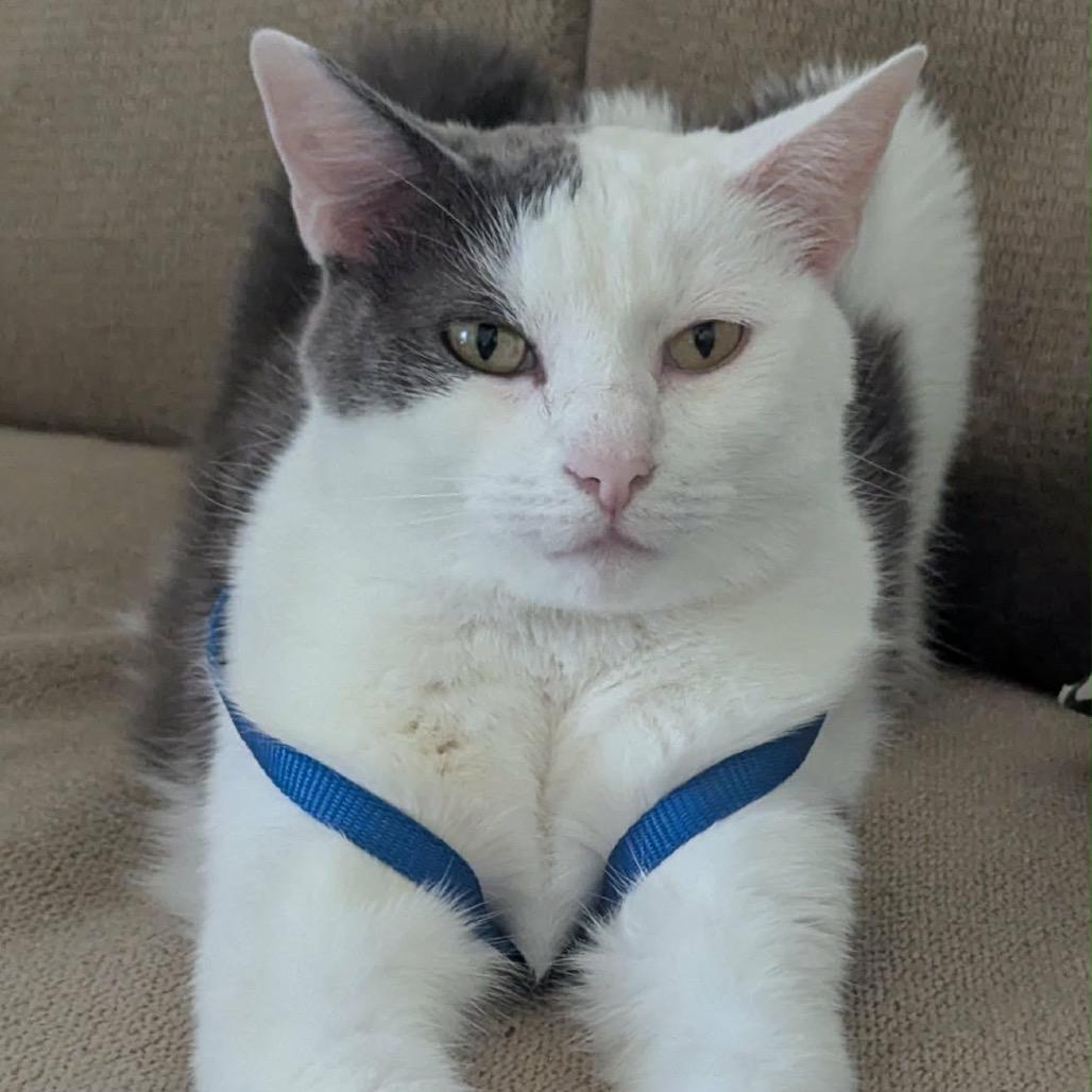 Enlarge Buster, a Adoptable Domestic Short Hair in Mendota Heights, MN image 3/4