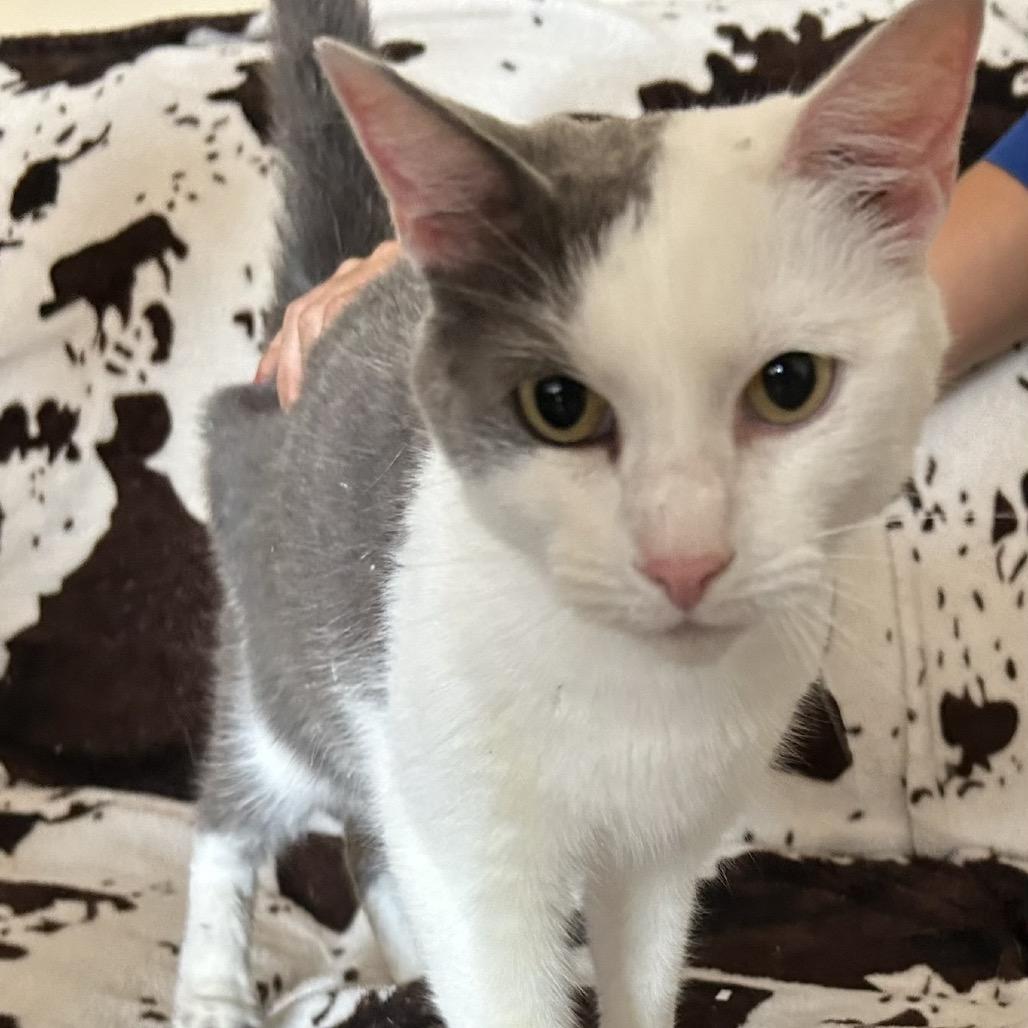 Buster, Adoptable, Adult Male Domestic Short Hair.