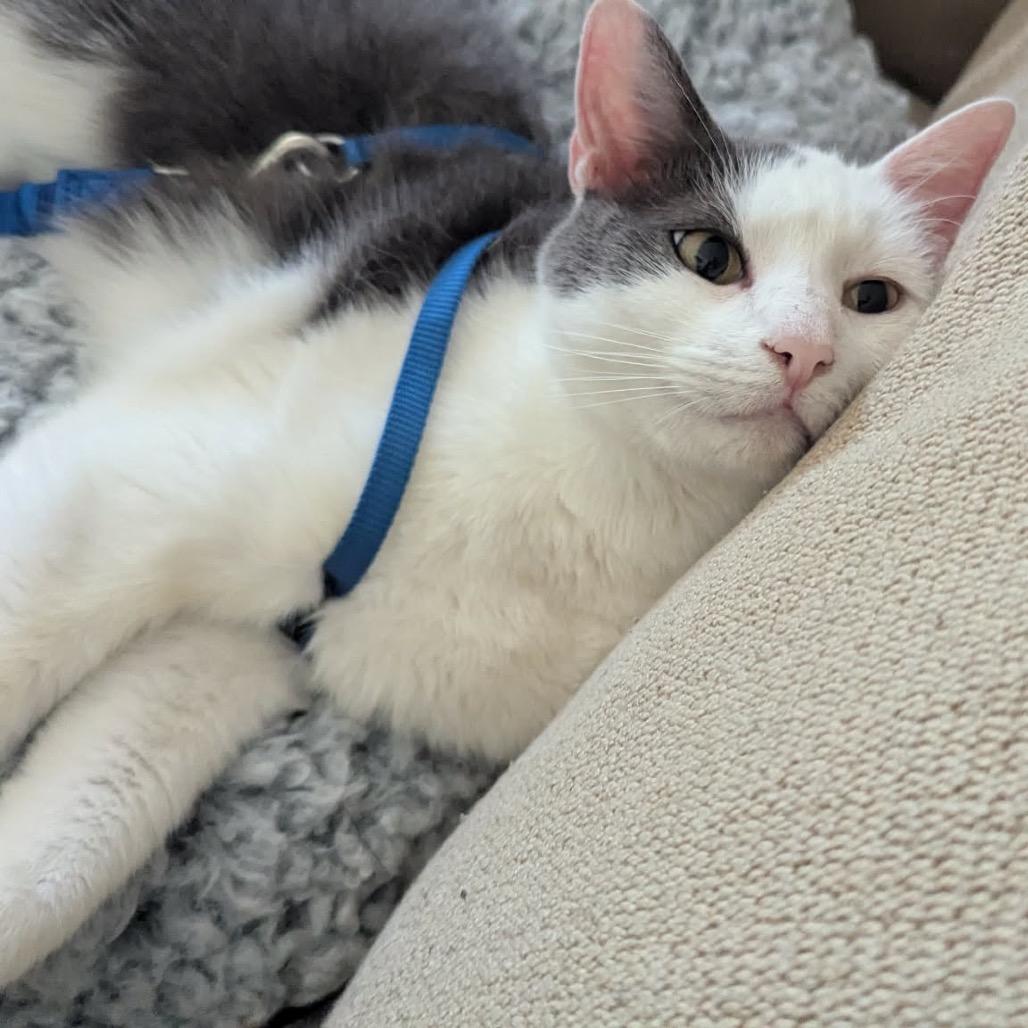 Enlarge Buster, a Adoptable Domestic Short Hair in Mendota Heights, MN image 4/4