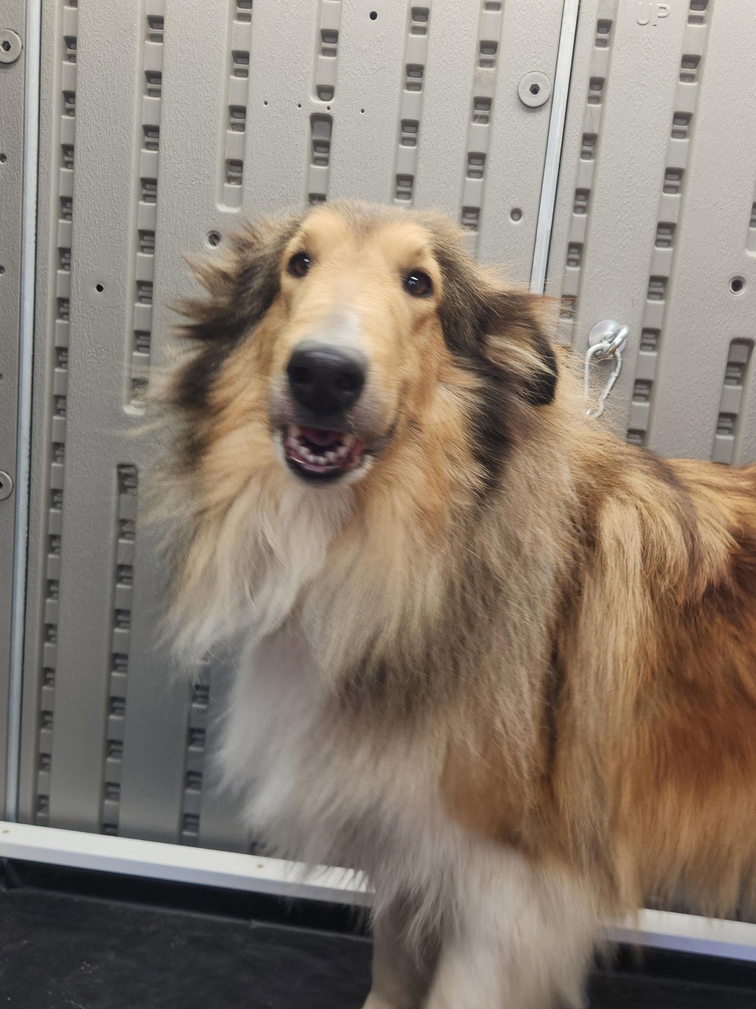 Catina, Adoptable, Adult Female Collie.