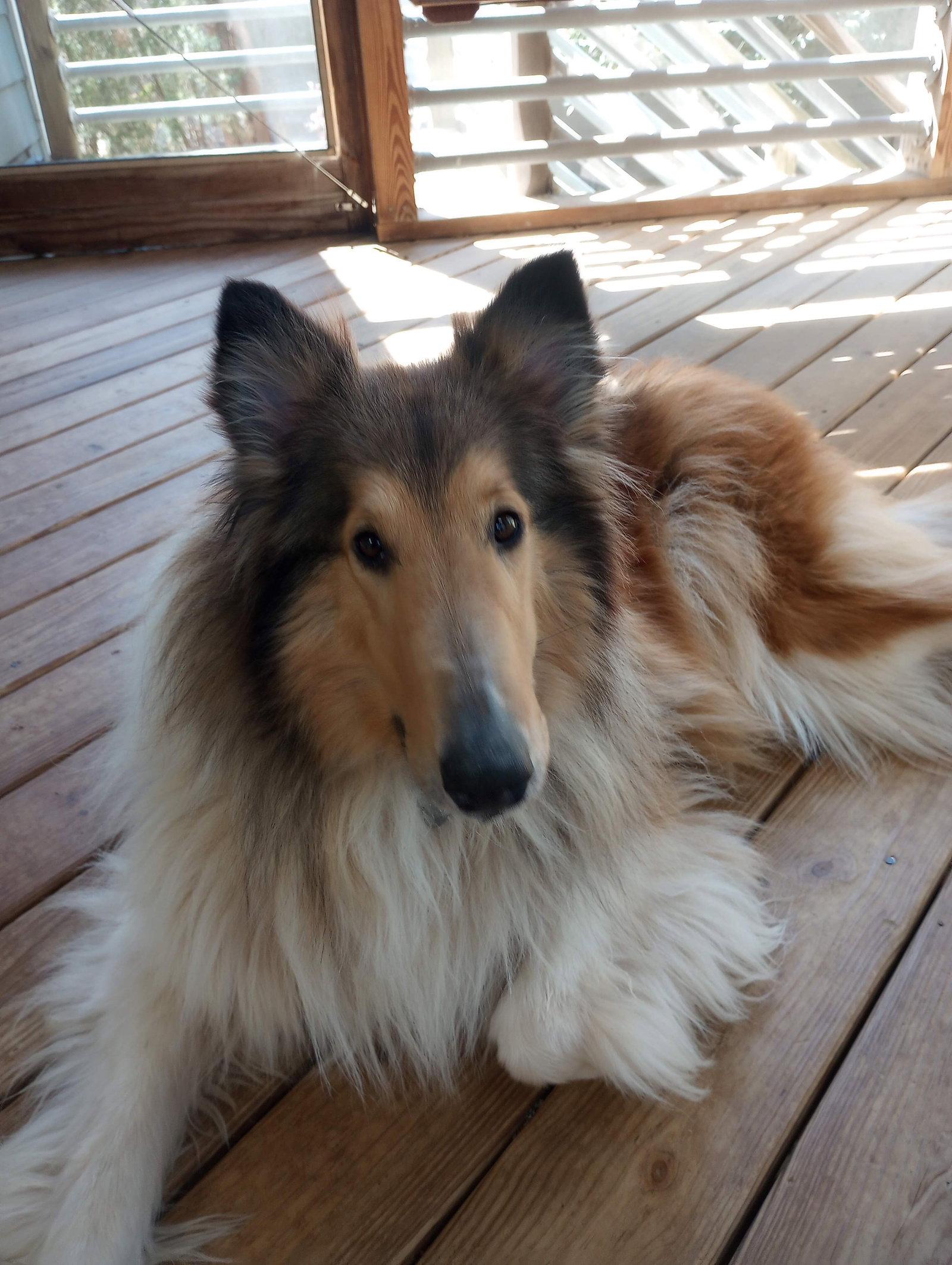 Catina, a Adoptable Collie in Chantilly, VA image 2/3