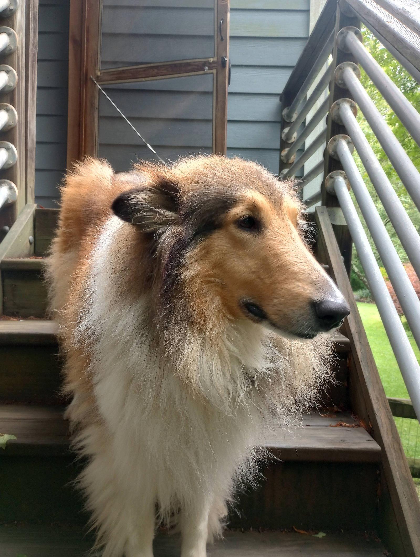 Catina, a Adoptable Collie in Chantilly, VA image 3/3