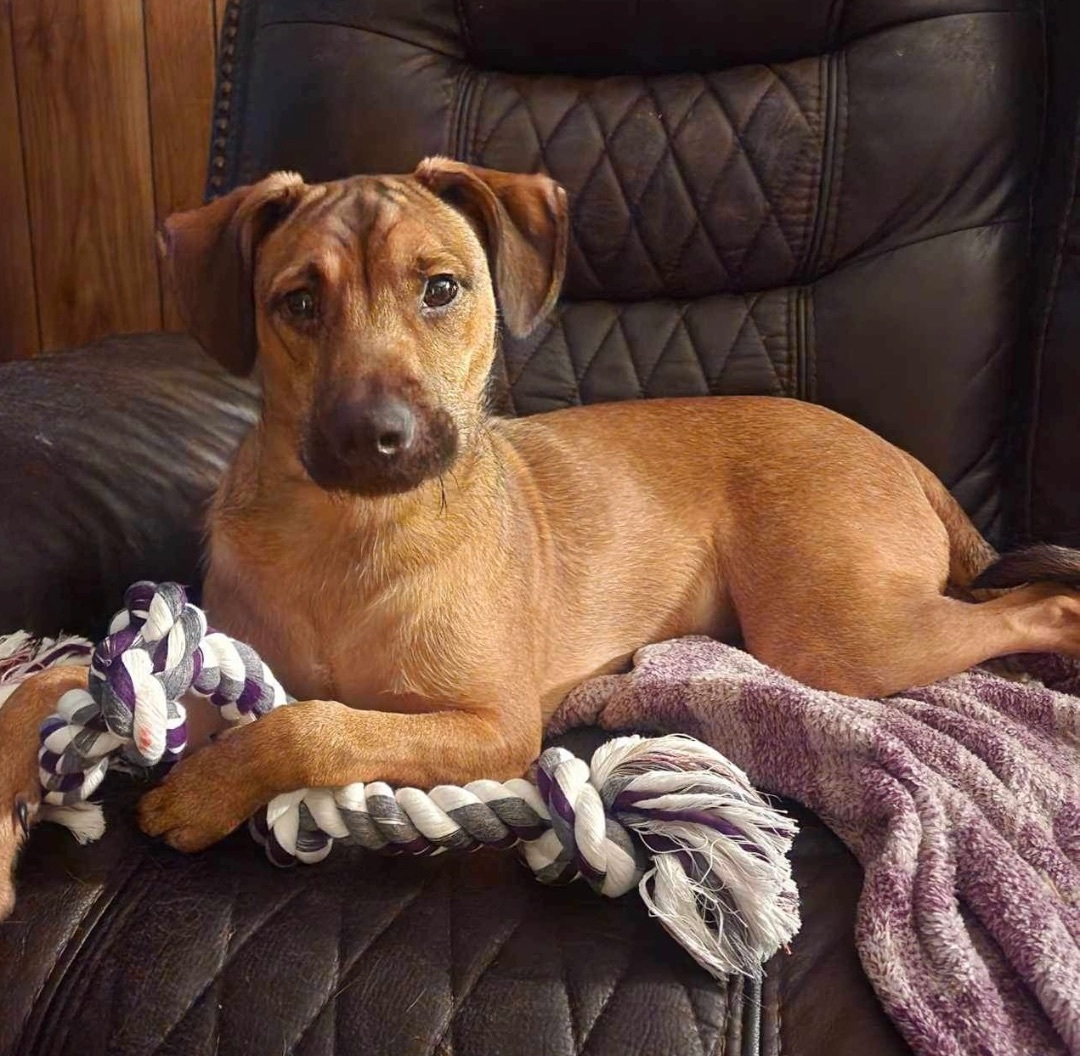 Neko, Adopted, Young Male Dachshund & Jack Russell Terrier.