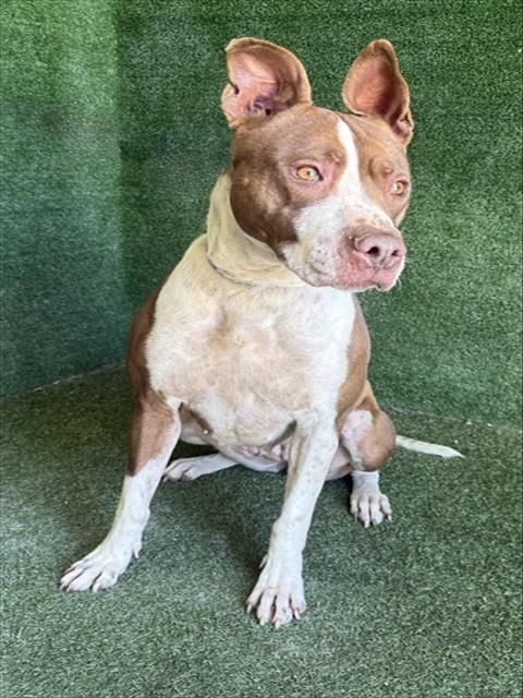 Enlarge REMI, a Adoptable Pit Bull Terrier in Lancaster, CA image 1/1