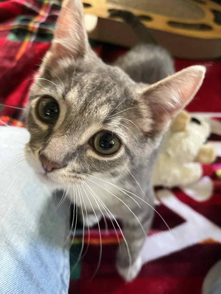 Peter Cottonpaws, Adopted, Young Male Domestic Short Hair.