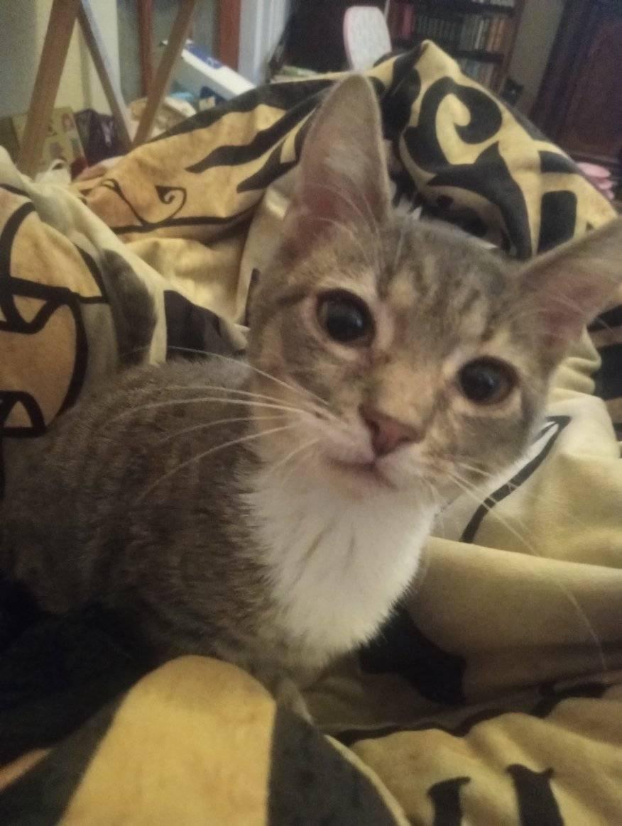 Enlarge Peter Cottonpaws, a Adopted Domestic Short Hair in Scotland Neck, NC image 3/6