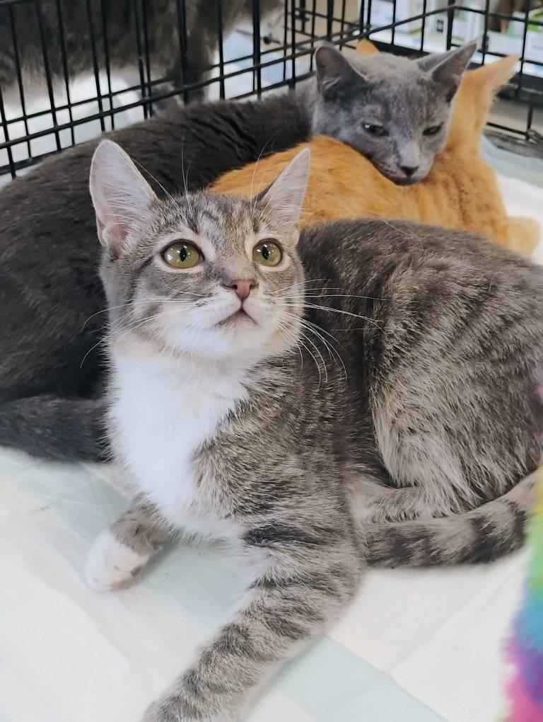 Enlarge Peter Cottonpaws, a Adopted Domestic Short Hair in Scotland Neck, NC image 4/6