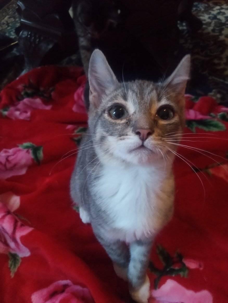 Enlarge Peter Cottonpaws, a Adopted Domestic Short Hair in Scotland Neck, NC image 6/6