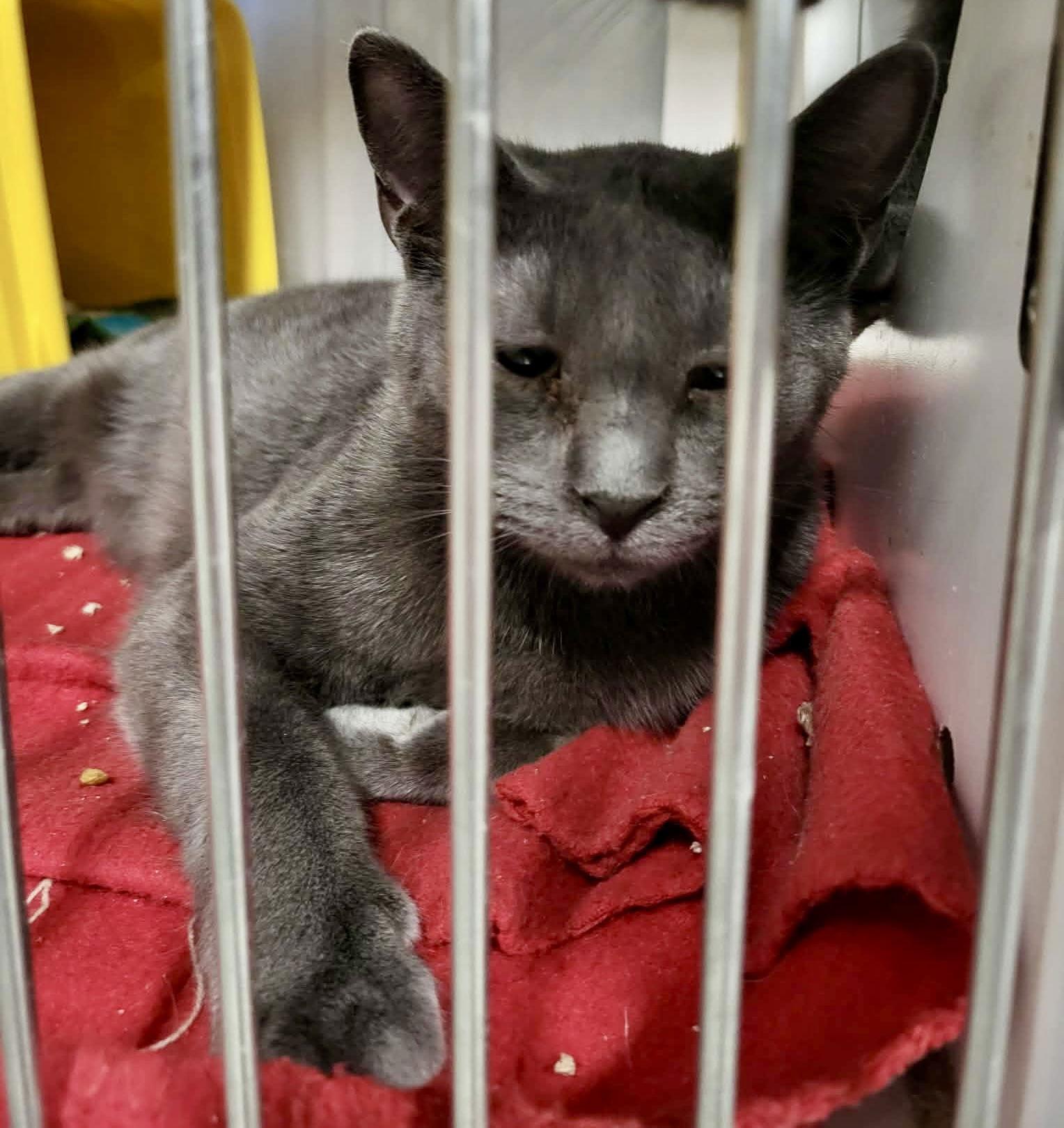 Divine, a Adoptable Domestic Short Hair in Detroit Lakes, MN image 1/3