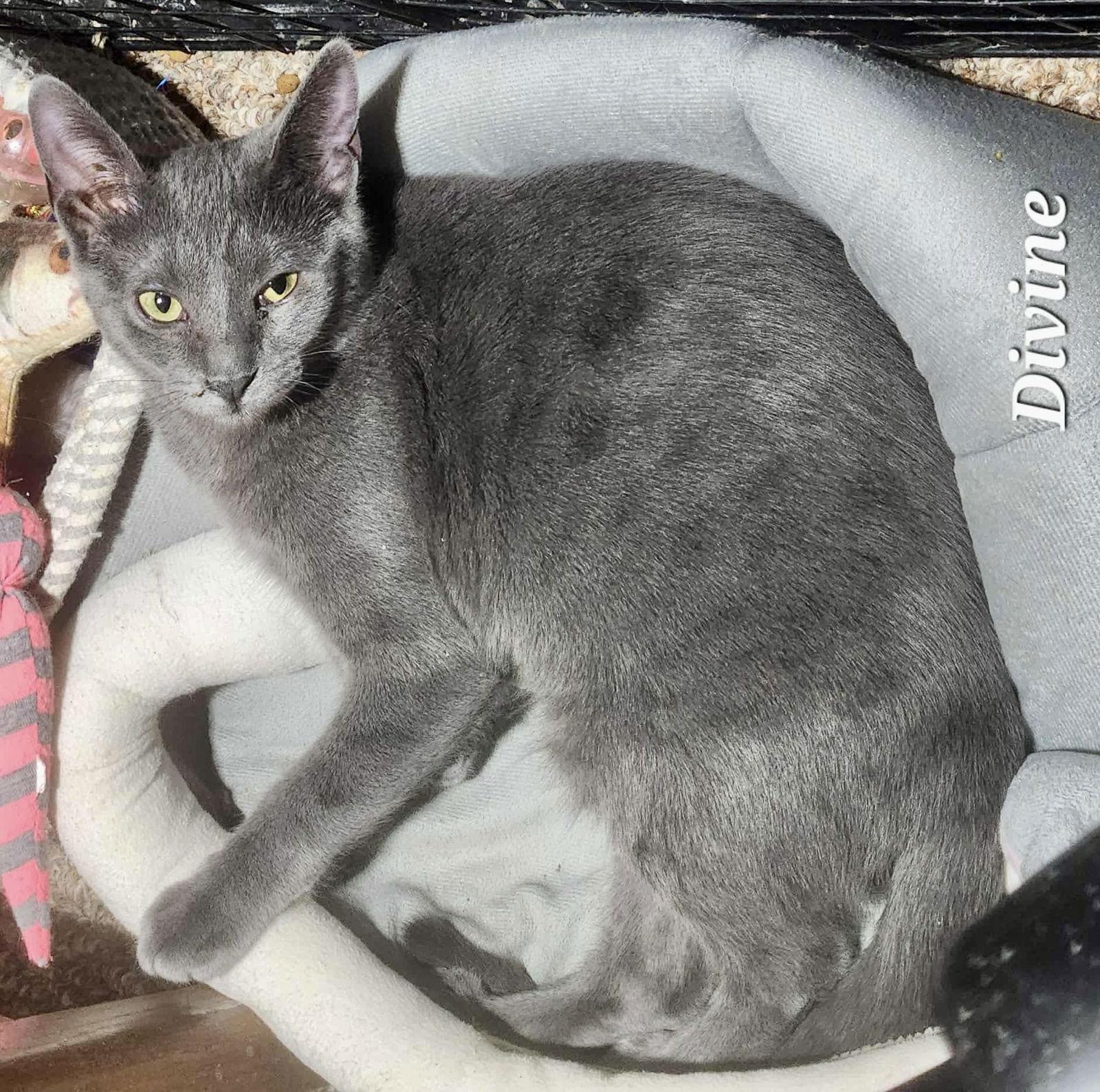 Divine, a Adoptable Domestic Short Hair in Detroit Lakes, MN image 2/3