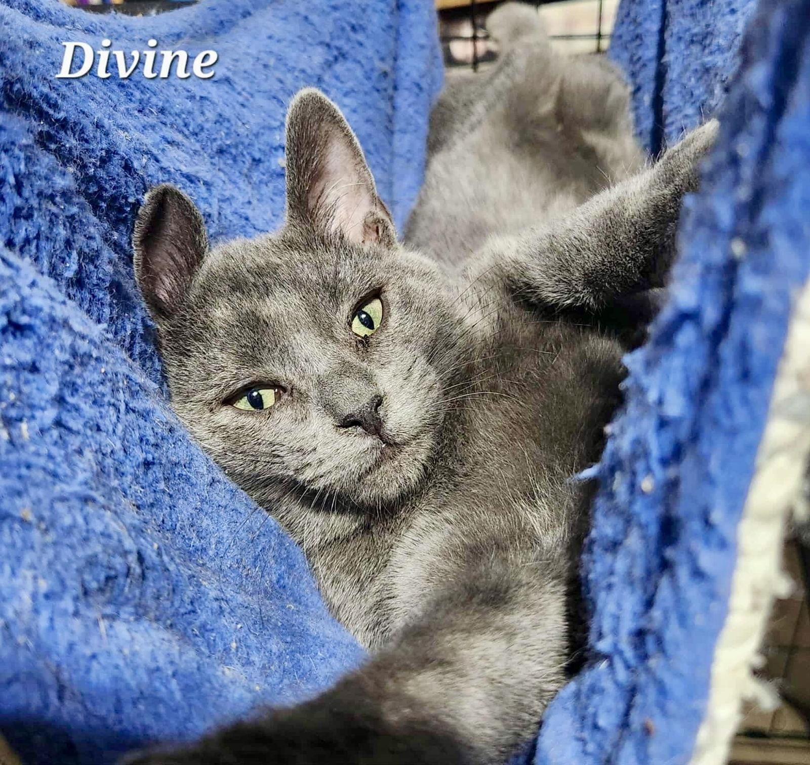Divine, a Adoptable Domestic Short Hair in Detroit Lakes, MN image 3/3