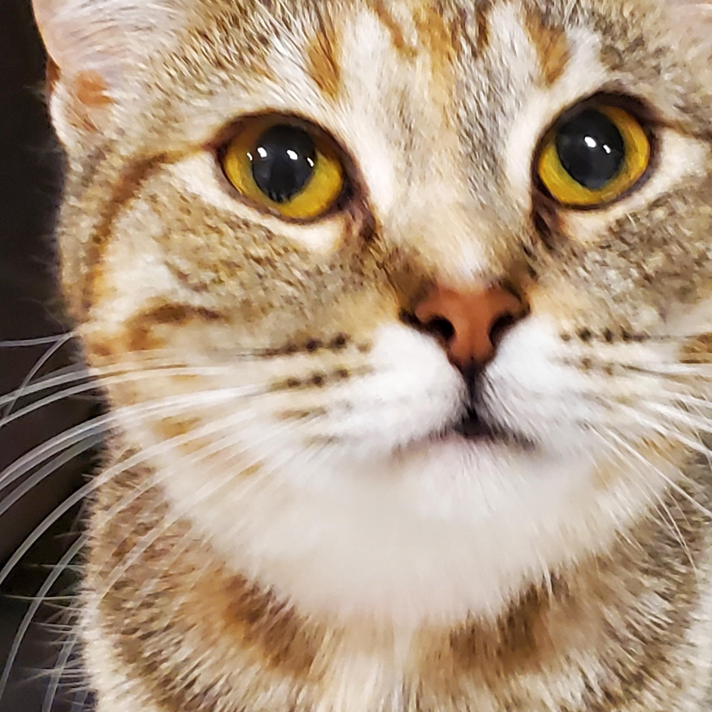 Nola, ADOPTABLE, Kitten Female Tabby.