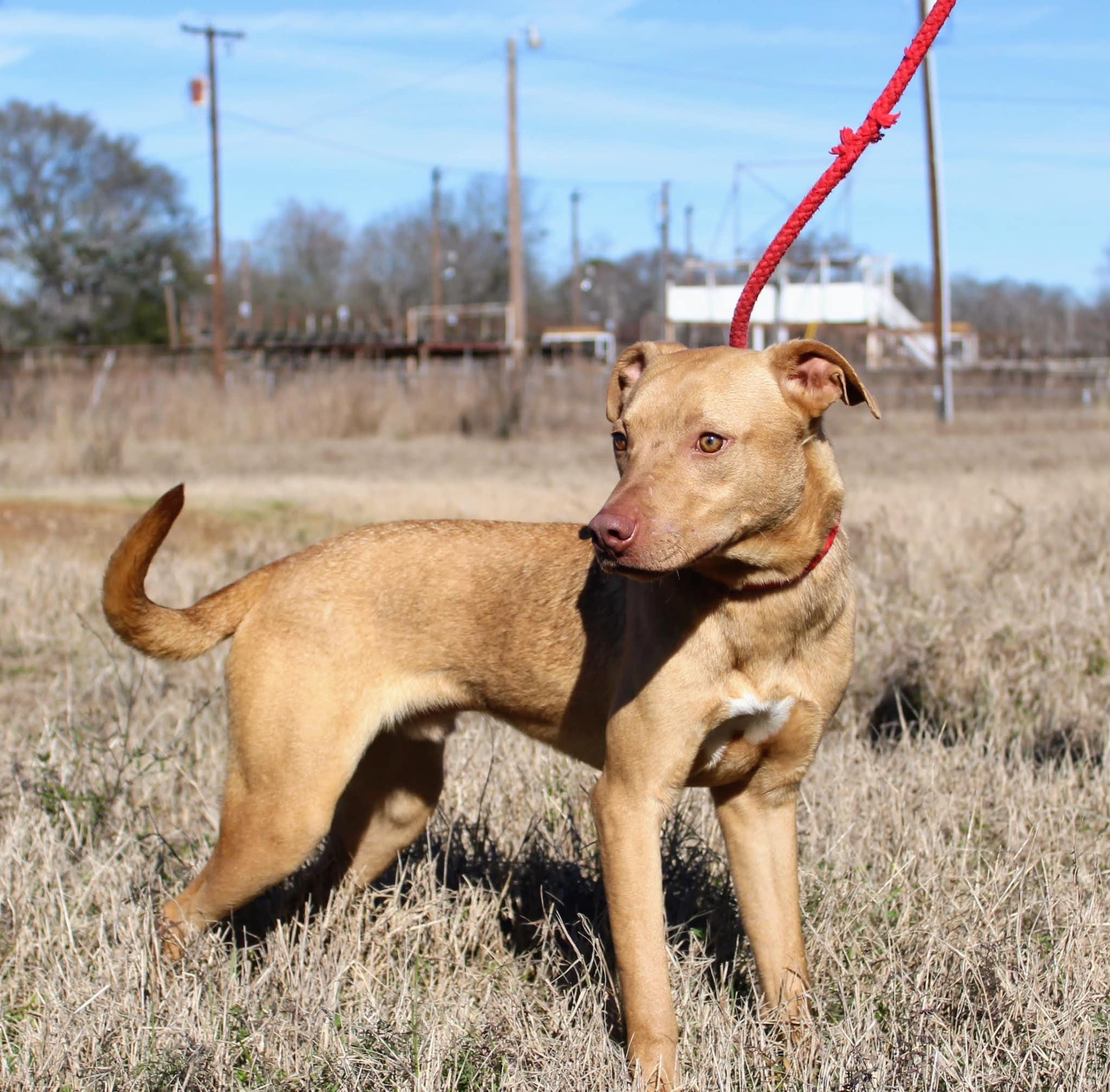 Queso, a Adoptable Black Mouth Cur in Jacksonville, TX image 2/4