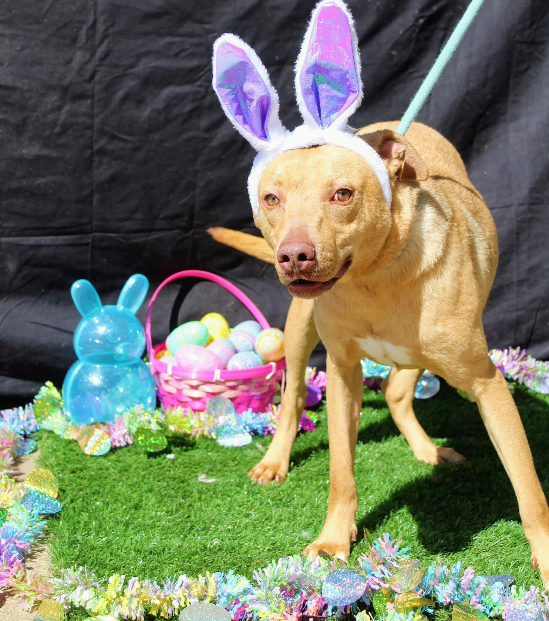 Queso, Adoptable, Young Male Black Mouth Cur.