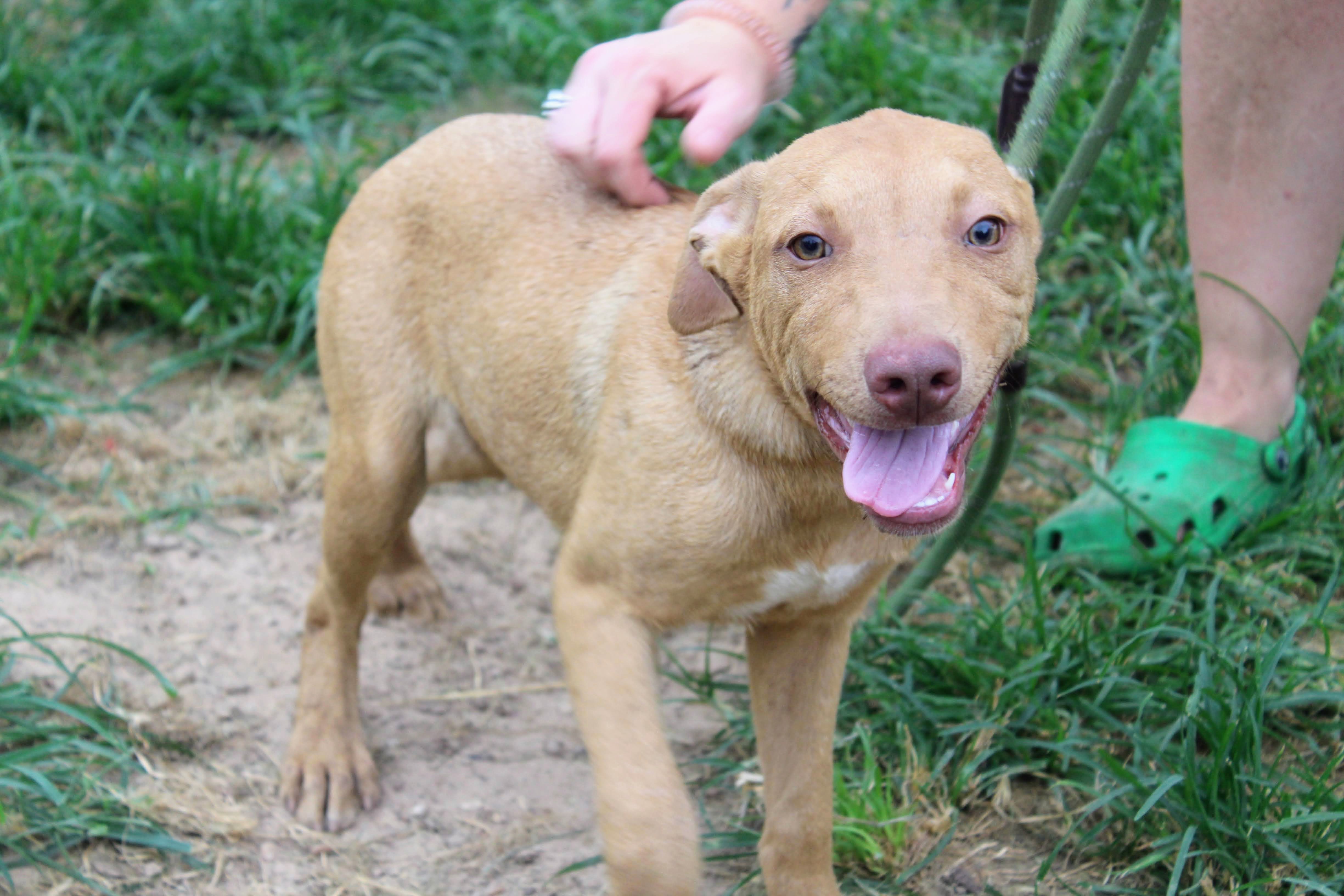 Queso, a Adoptable Black Mouth Cur in Jacksonville, TX image 3/4