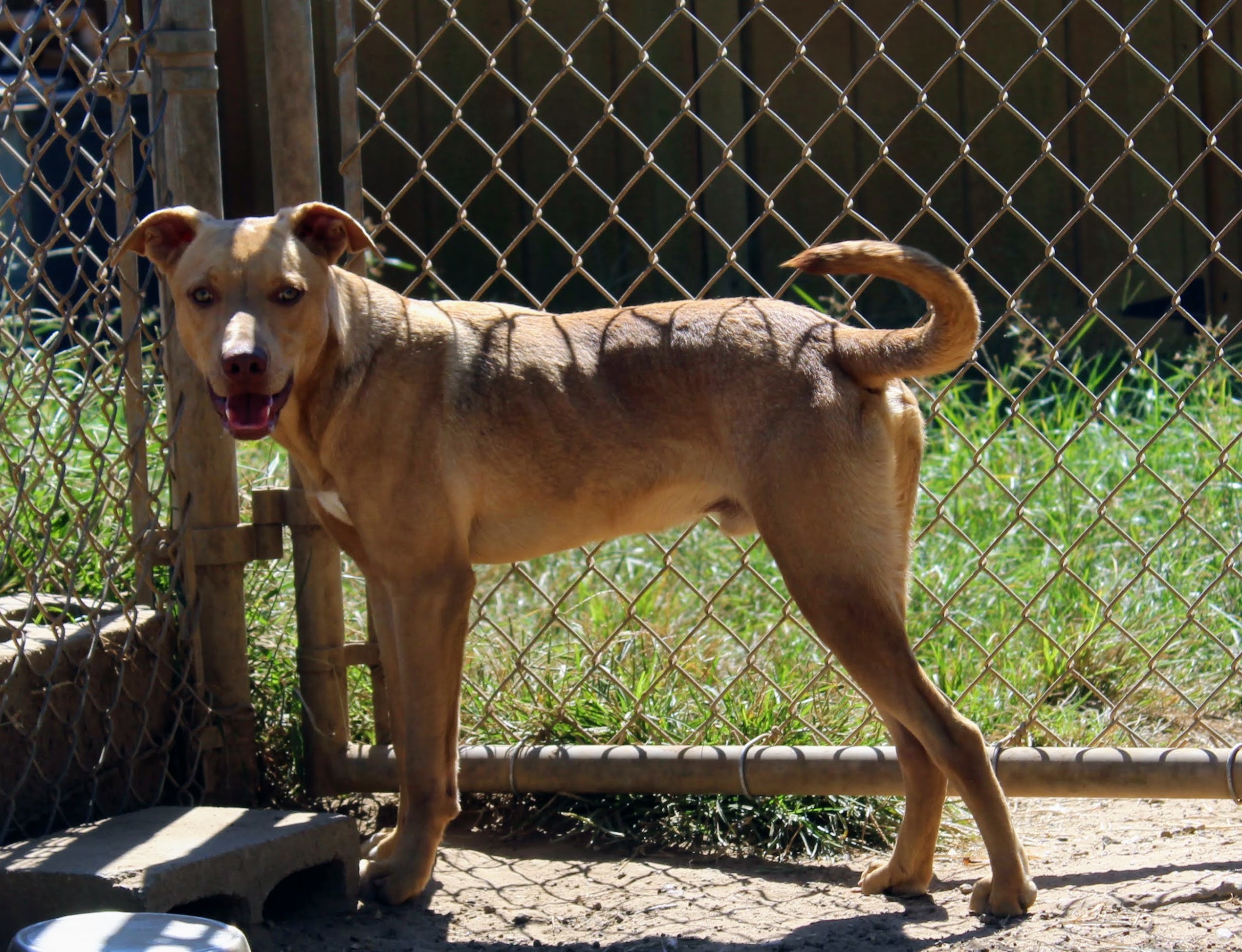Queso, a Adoptable Black Mouth Cur in Jacksonville, TX image 4/4