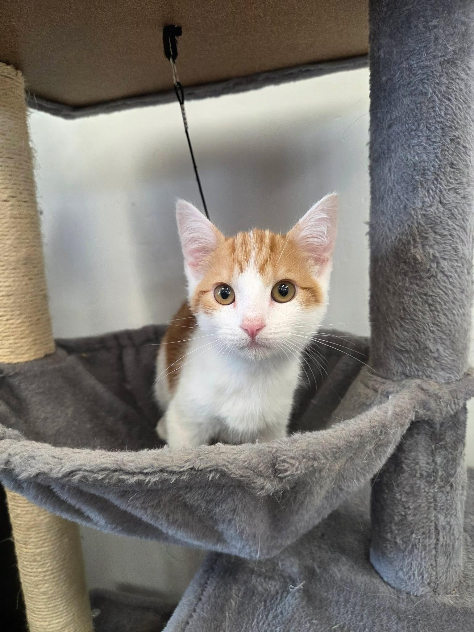 Weasley, ADOPTABLE, Young Male Domestic Short Hair.