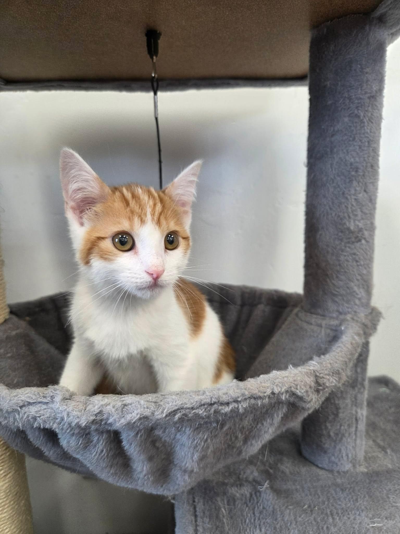 Enlarge Weasley, a ADOPTABLE Domestic Short Hair in Roosevelt, UT image 3/4