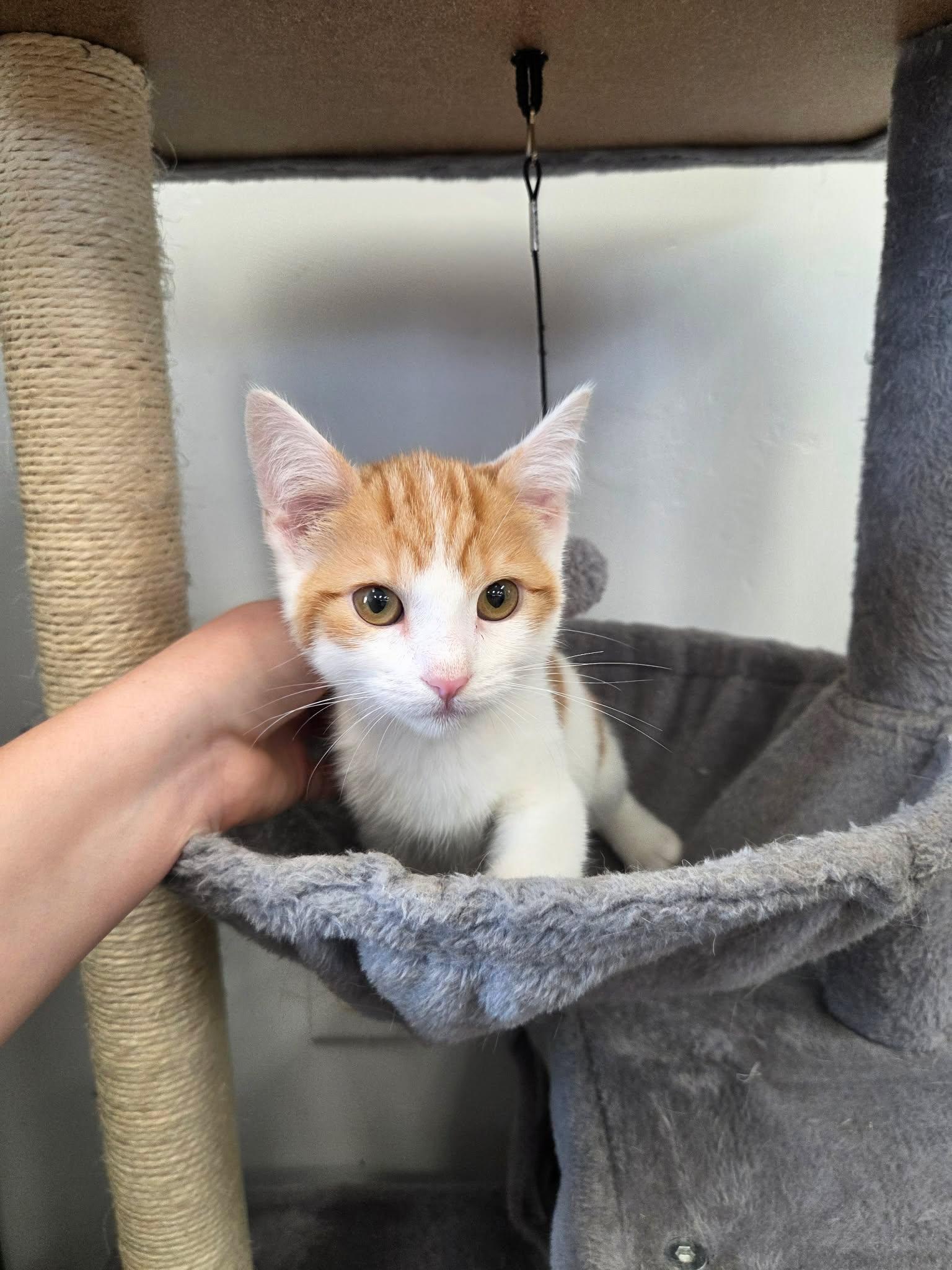 Enlarge Weasley, a ADOPTABLE Domestic Short Hair in Roosevelt, UT image 2/4