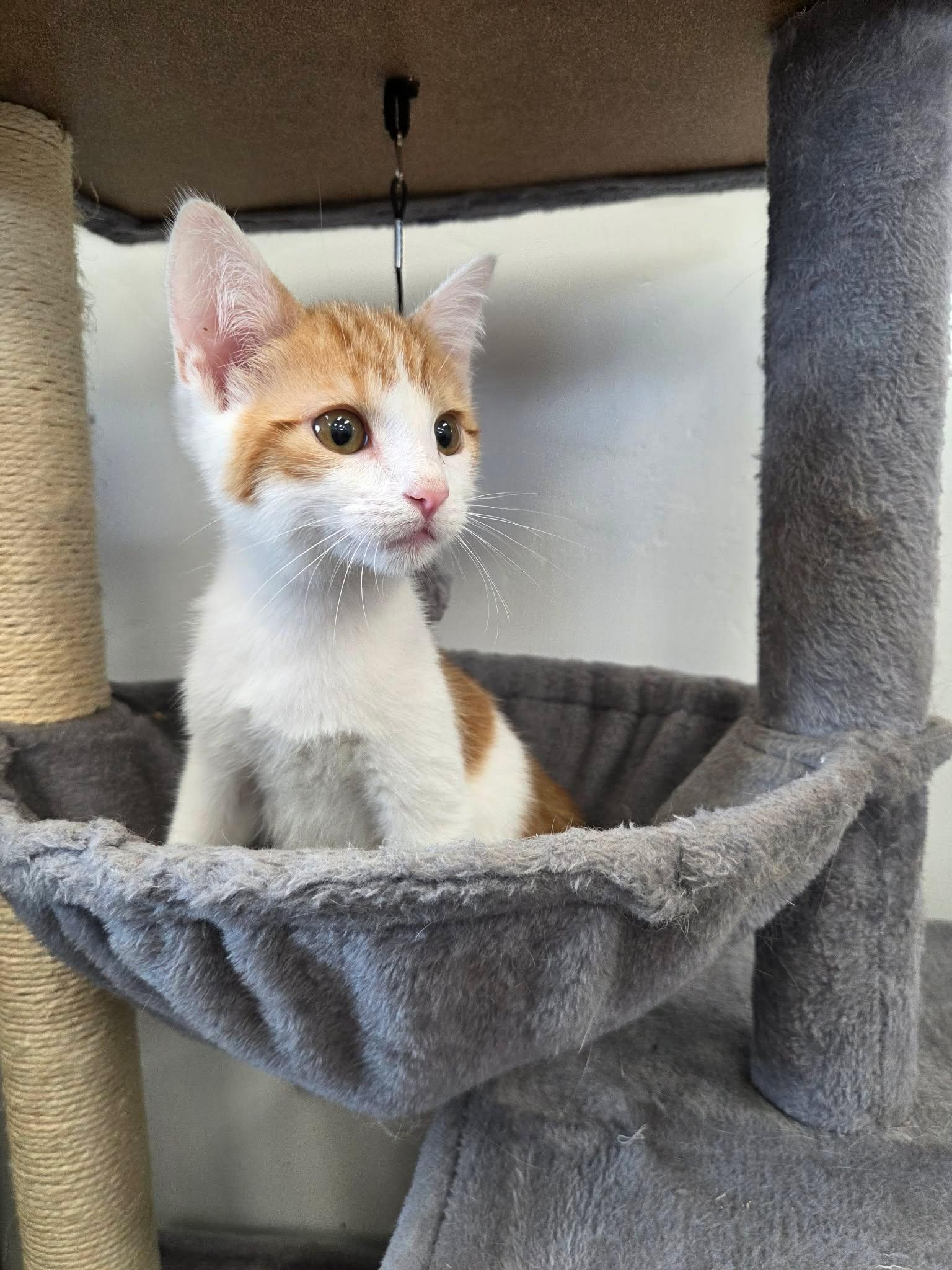 Enlarge Weasley, a ADOPTABLE Domestic Short Hair in Roosevelt, UT image 4/4