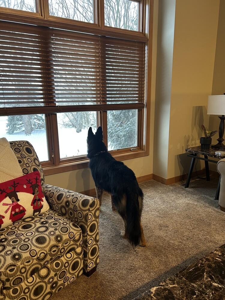 Ginuwine, Adopted, Adult Male Belgian Shepherd / Tervuren.