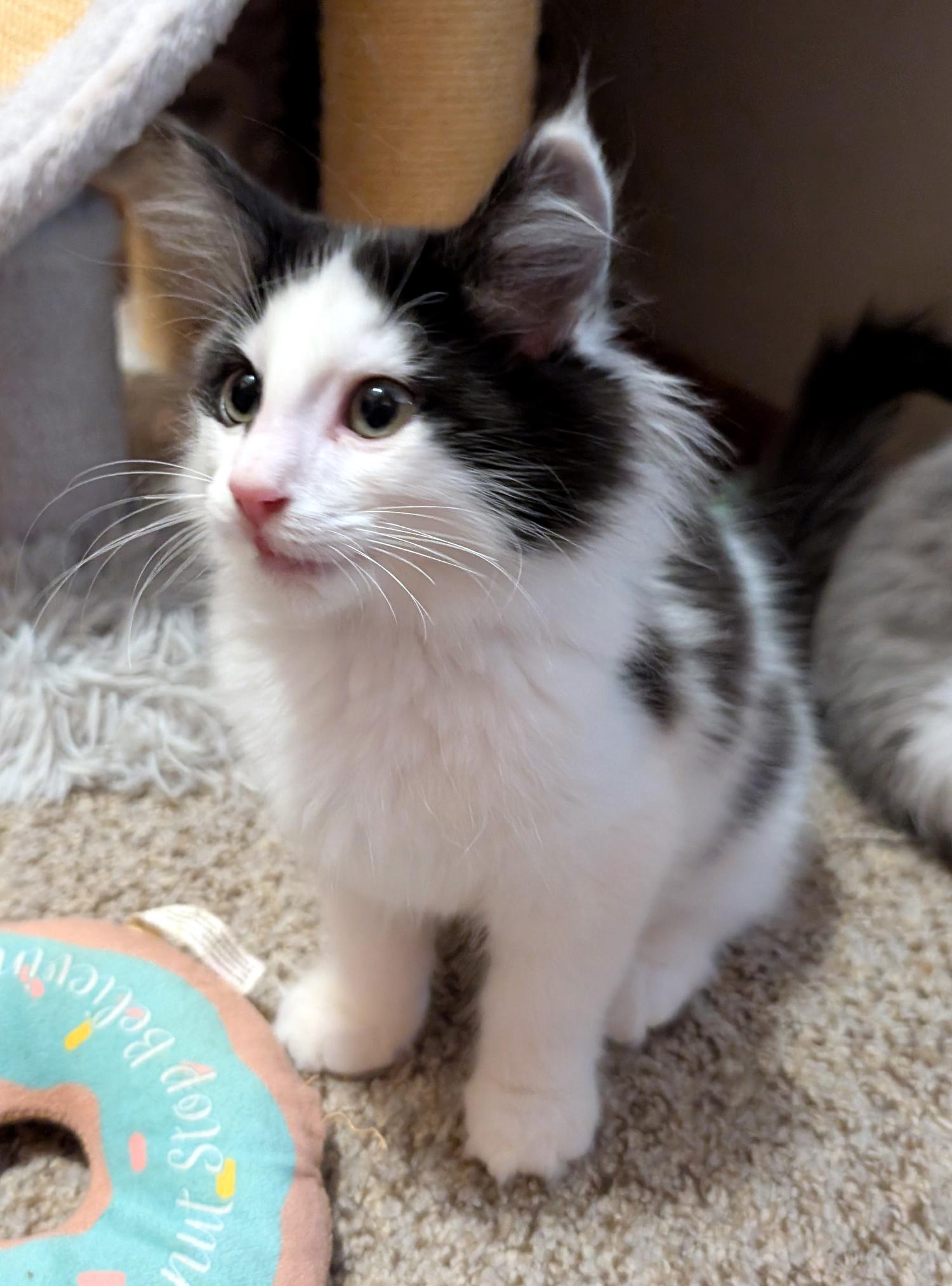 Enlarge Rocky, a Adopted Domestic Long Hair in Wadsworth, OH image 2/3