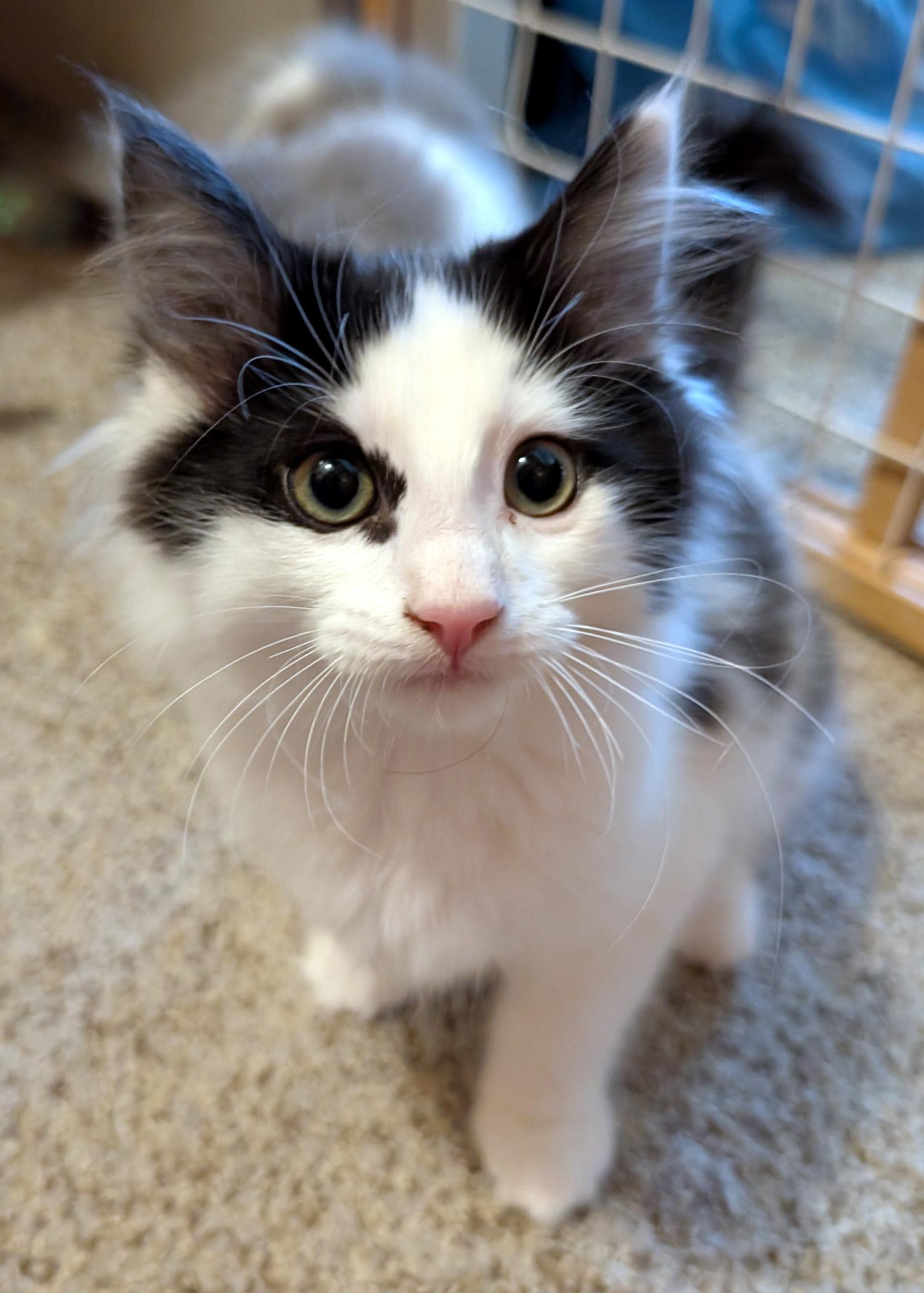 Enlarge Rocky, a Adopted Domestic Long Hair in Wadsworth, OH image 1/3