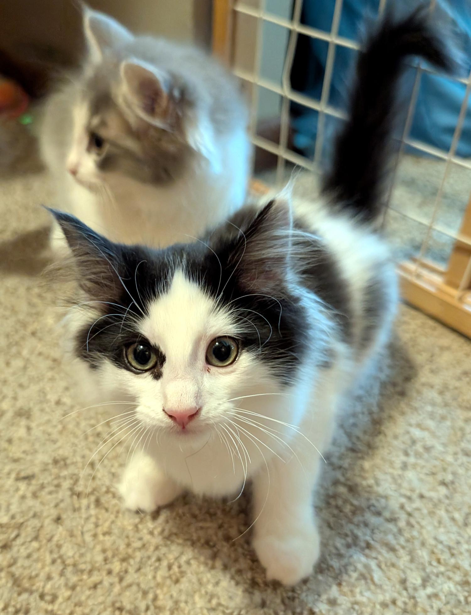 Enlarge Rocky, a Adopted Domestic Long Hair in Wadsworth, OH image 3/3