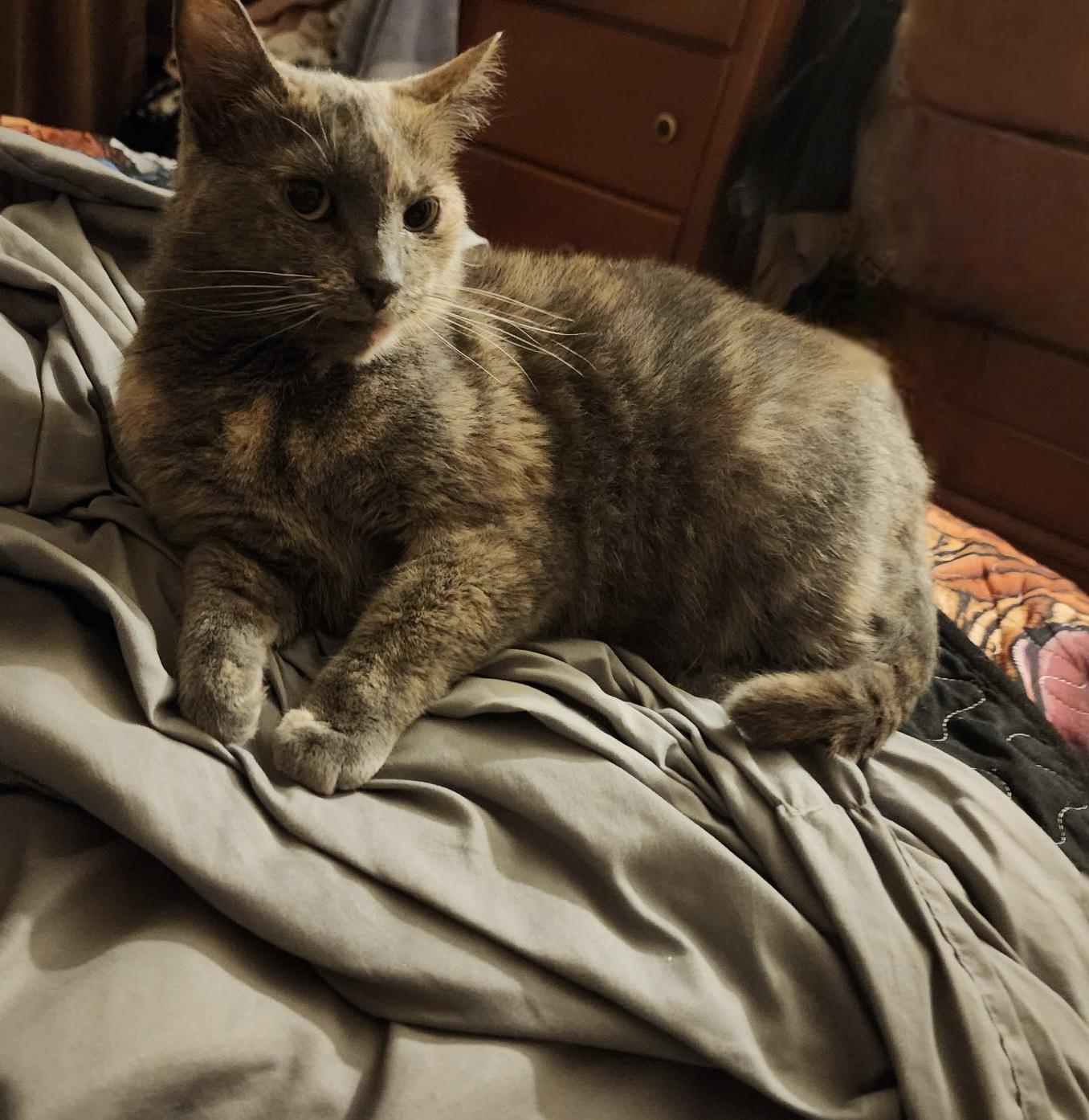 River, ADOPTABLE, Adult Female Domestic Short Hair.