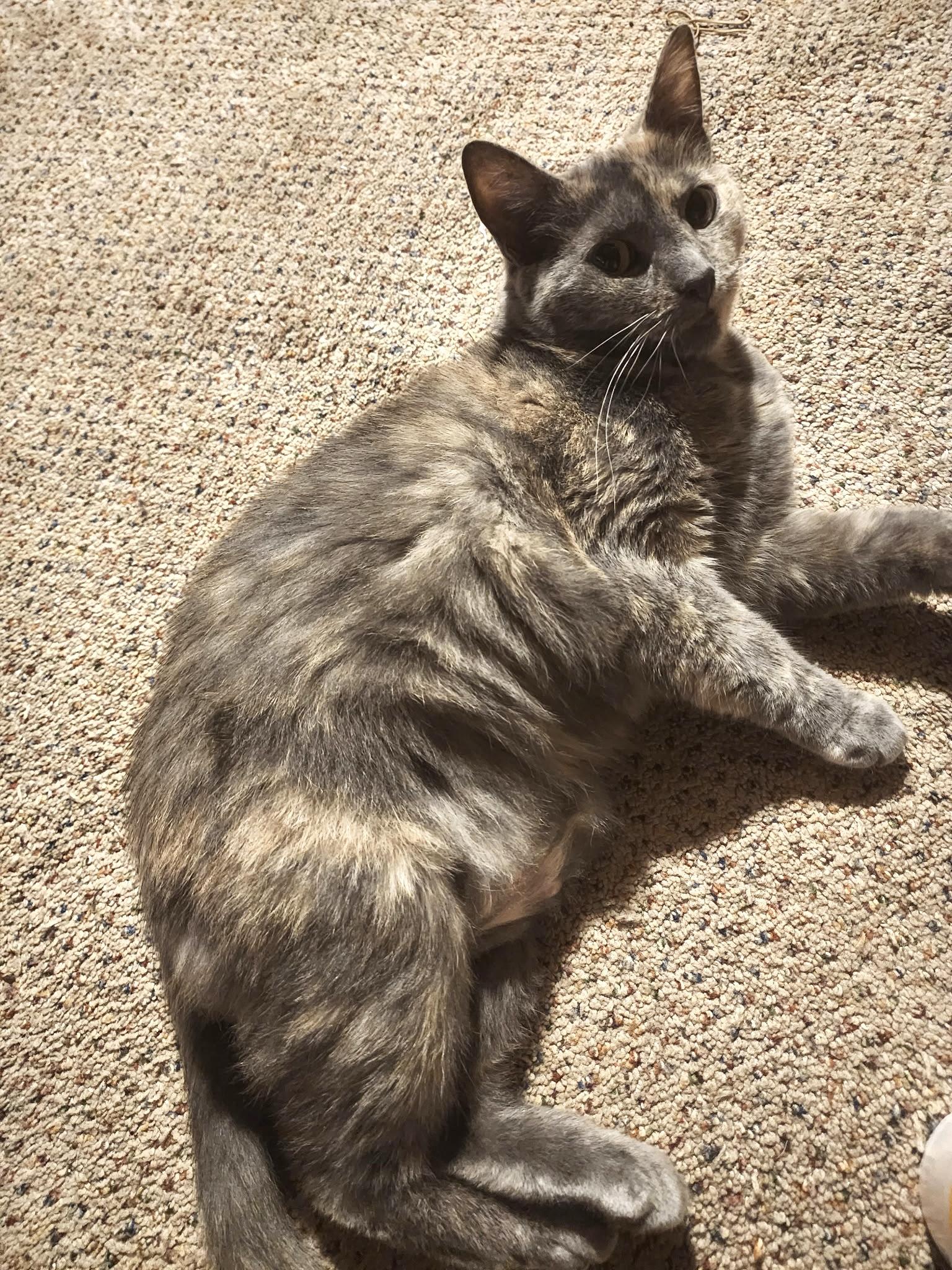 River, a ADOPTABLE Domestic Short Hair in Crossville, TN image 2/3