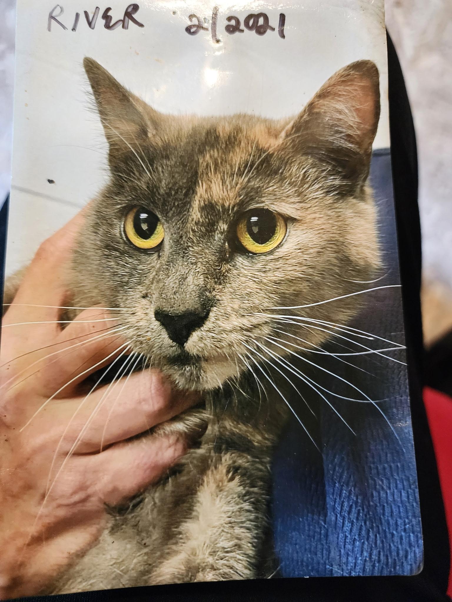 River, a ADOPTABLE Domestic Short Hair in Crossville, TN image 3/3