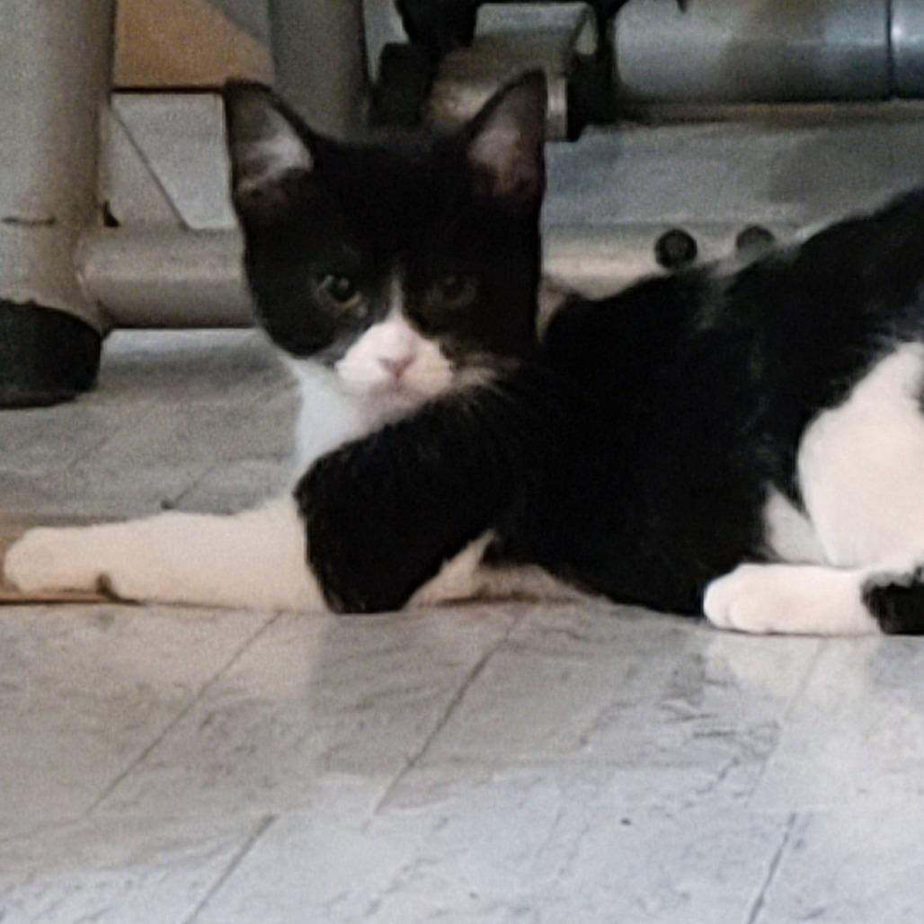 Monroe, a Adoptable Domestic Short Hair in Muncie, IN image 1/2