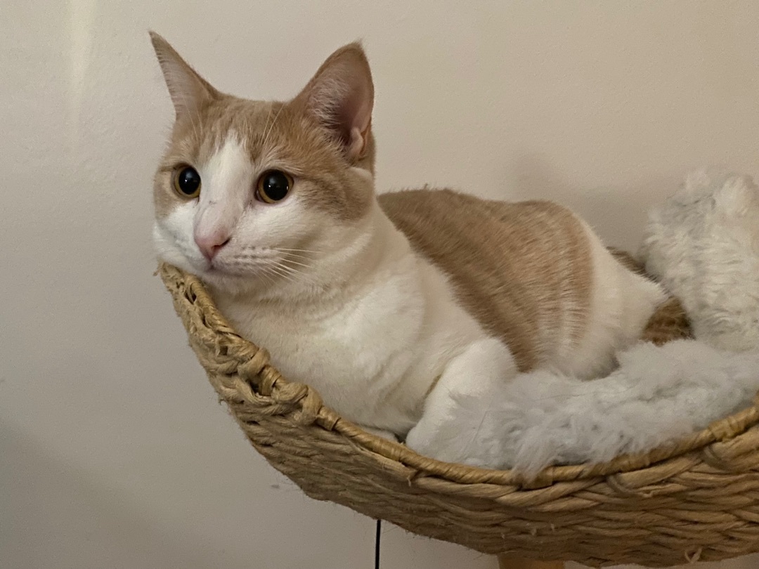 Pumpkin, Adoptable, Young Female Tabby.