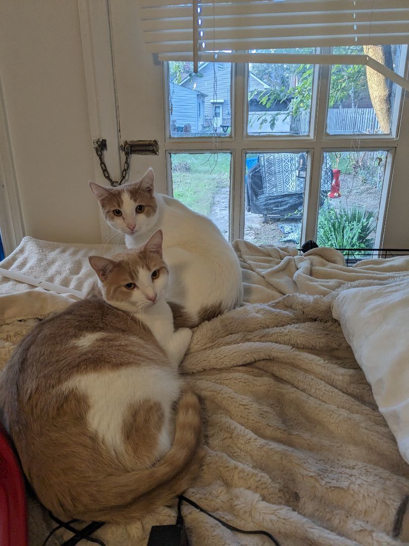 Enlarge Pumpkin, a Adoptable Tabby in Novi, MI image 2/6