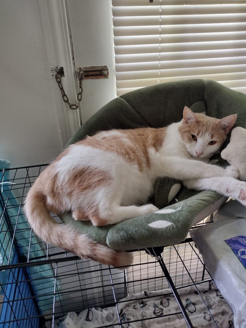 Enlarge Pumpkin, a Adoptable Tabby in Novi, MI image 3/6