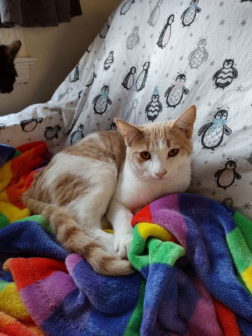 Enlarge Pumpkin, a Adoptable Tabby in Novi, MI image 4/6