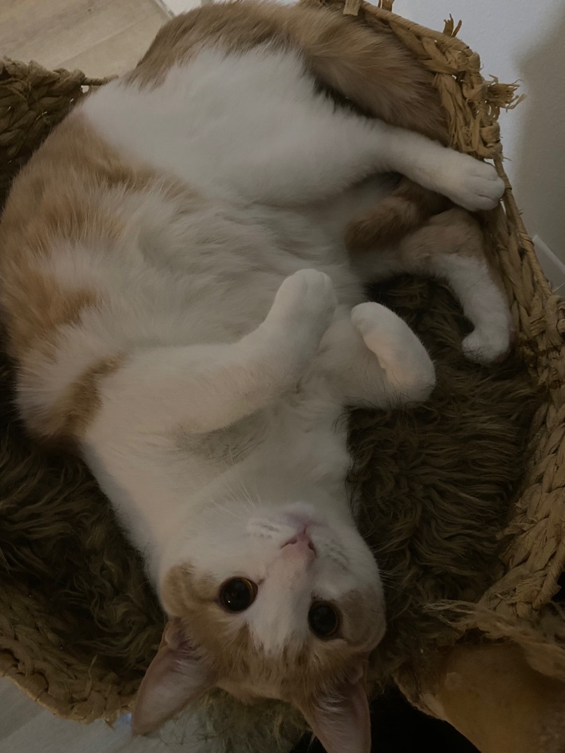 Enlarge Pumpkin, a Adoptable Tabby in Novi, MI image 5/6